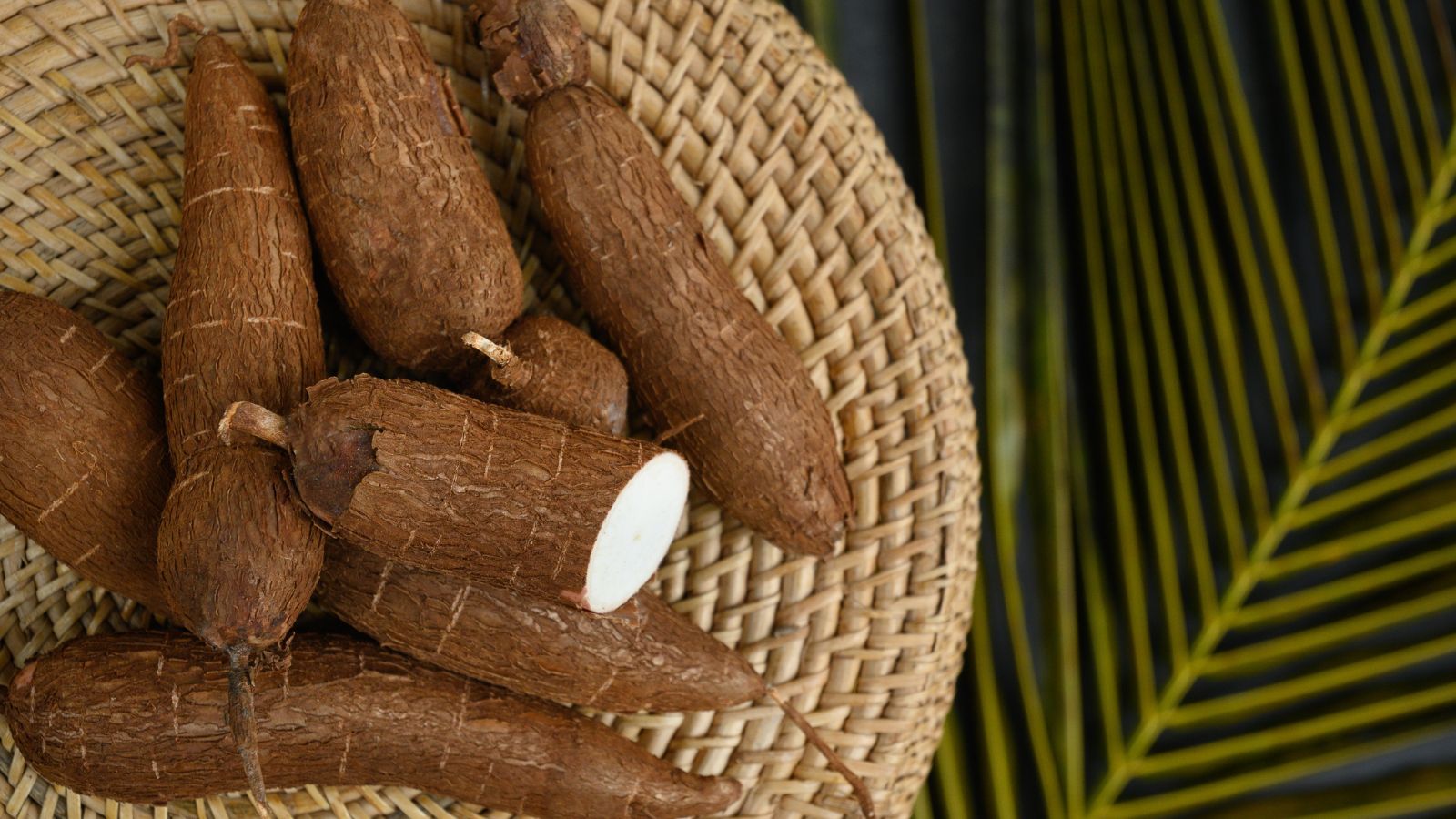 An overhead shot of several freshly harvested and cut tubers of the yuca plant placed on a woven plate in a well lit area indoors