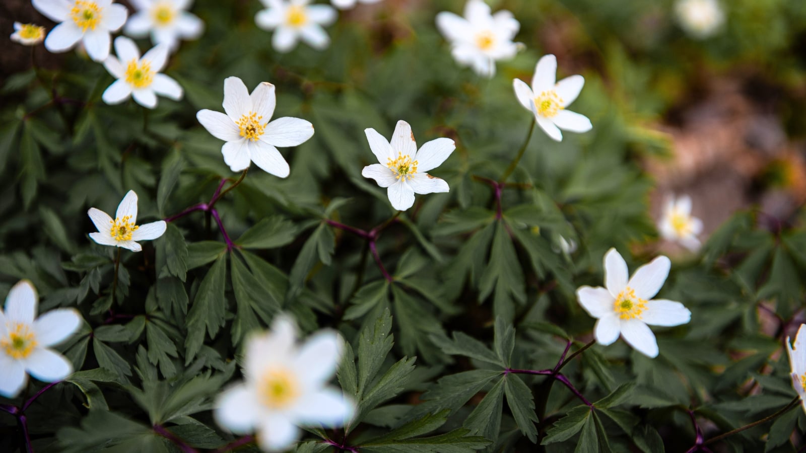 Pure white, star-like flowers with sunny yellow centers stand above a carpet of deeply lobed, dark green leaves.