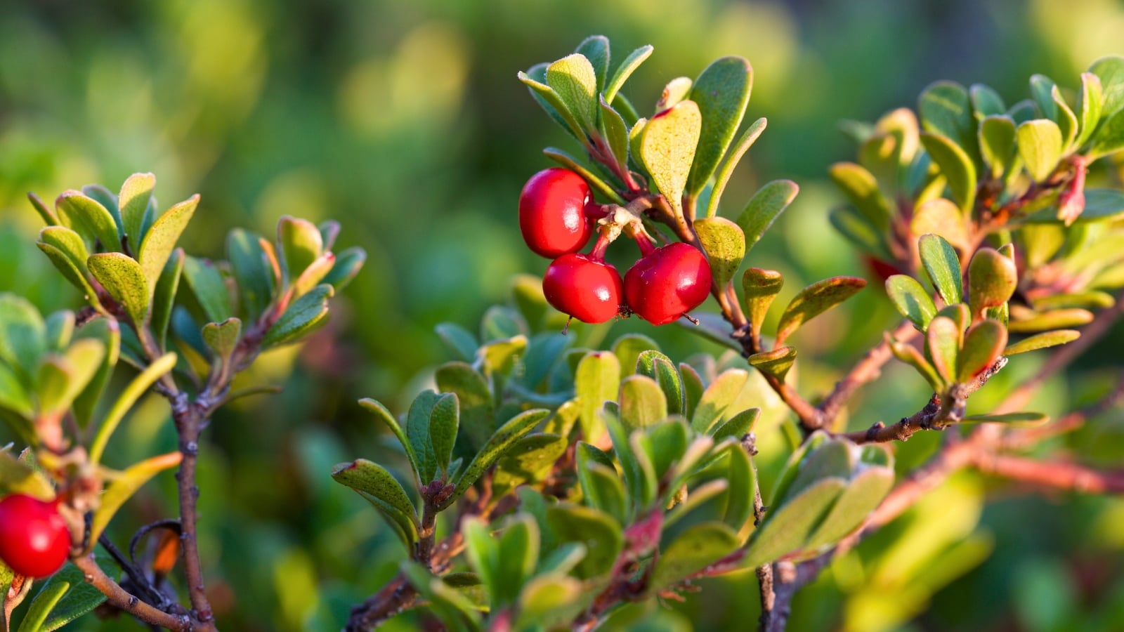 Shiny, scarlet berries cluster densely among small, oval, dark green leaves.