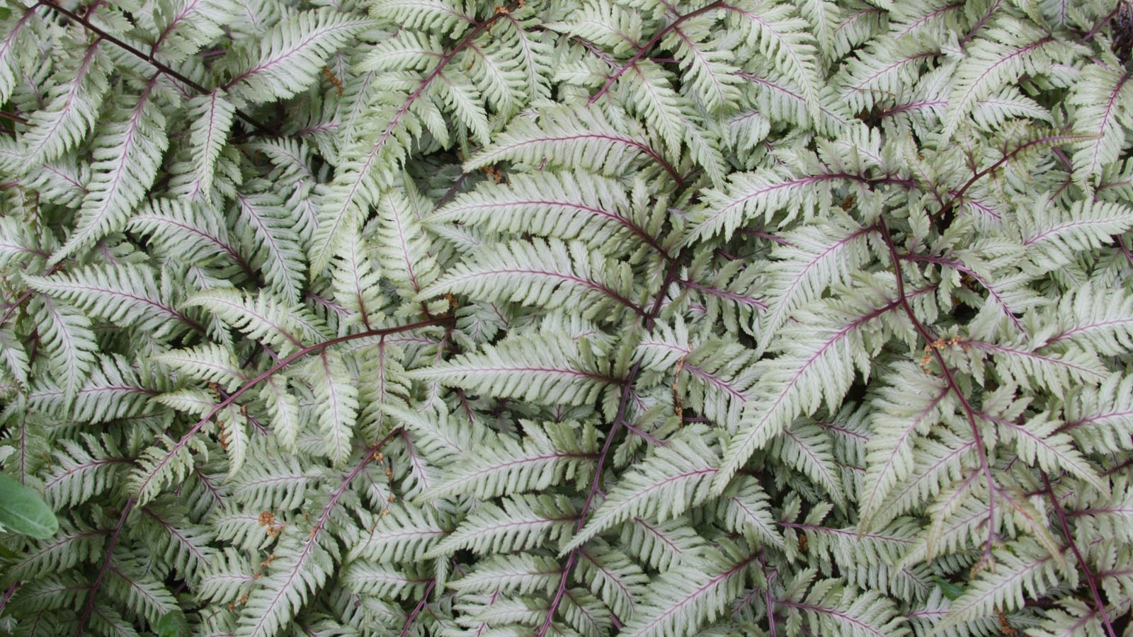 Silvery-grey and soft green, finely divided fronds with reddish-purple stems overlap, creating a delicate and textured pattern with a subtle sheen.