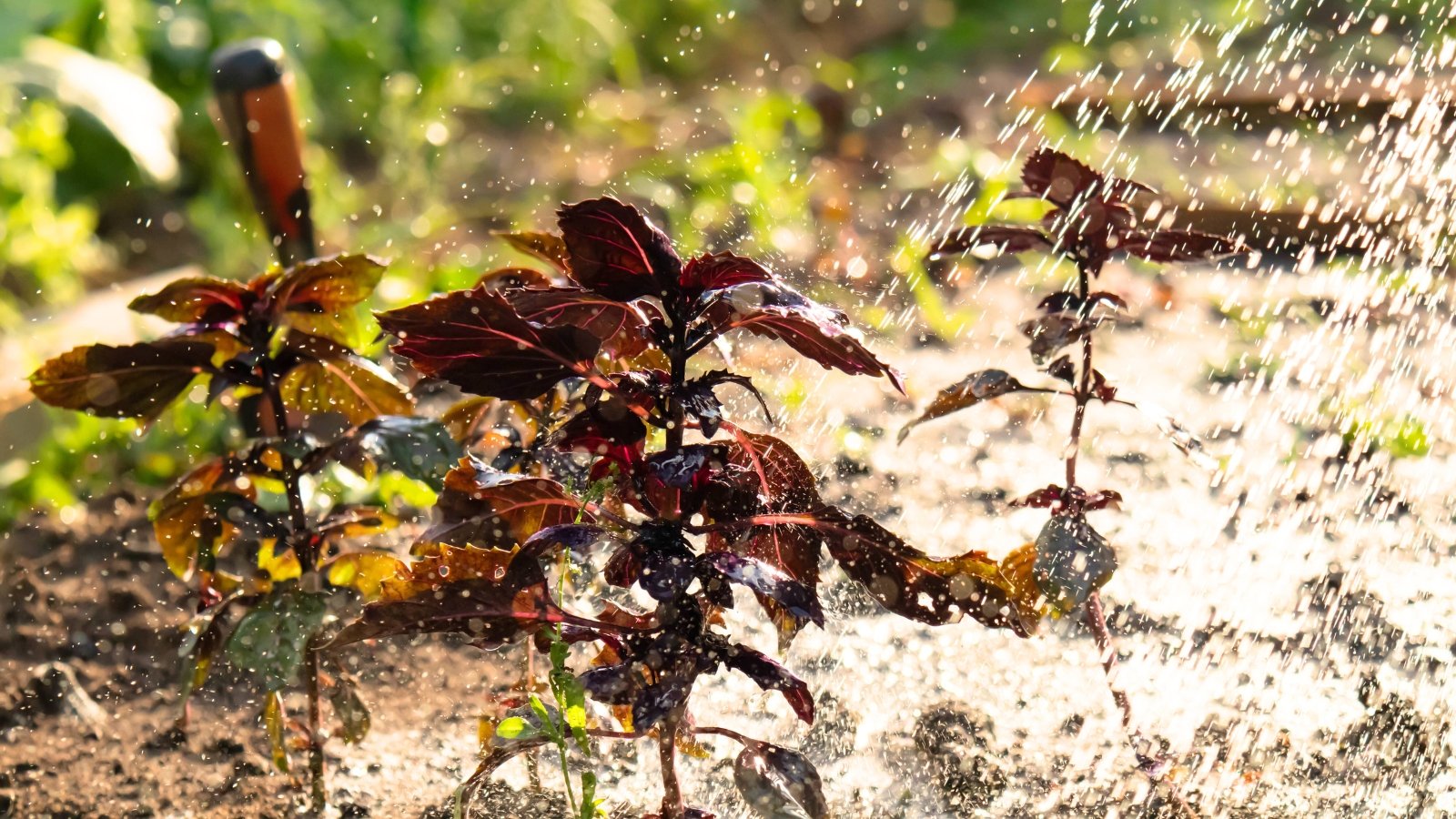 Basil plants with purple slightly jagged leaves in a sunny garden under splashes of water.