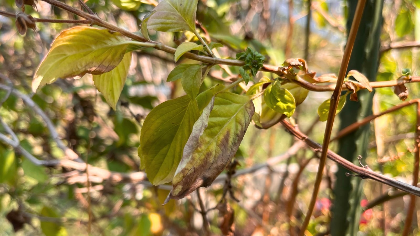 Basil leaves show yellowing between veins and a fuzzy gray-purple growth on the undersides, signs of downy mildew infection.
