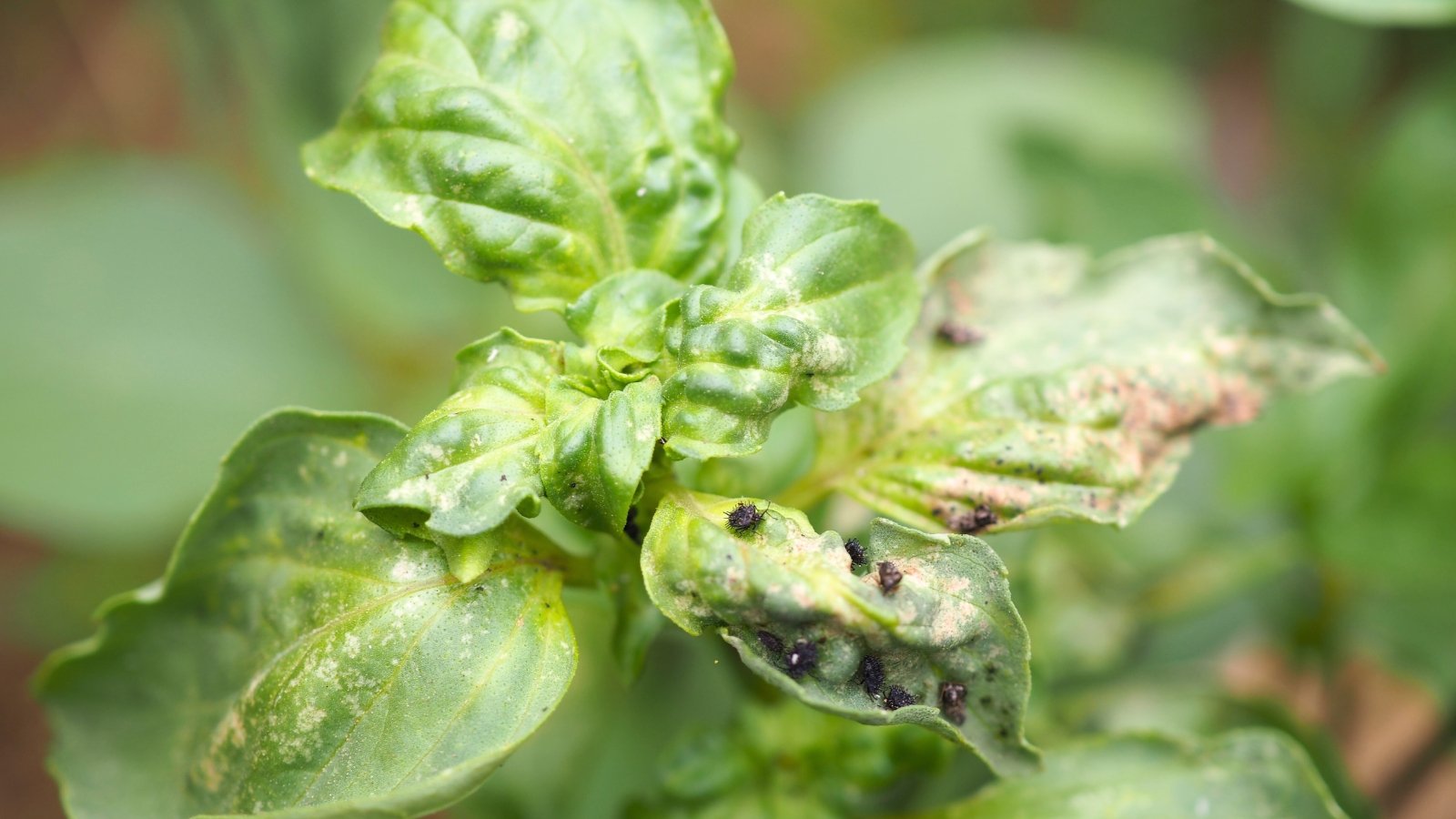 Close-up of small black aphids attacking pale green, oval, pointed-tipped leaves.