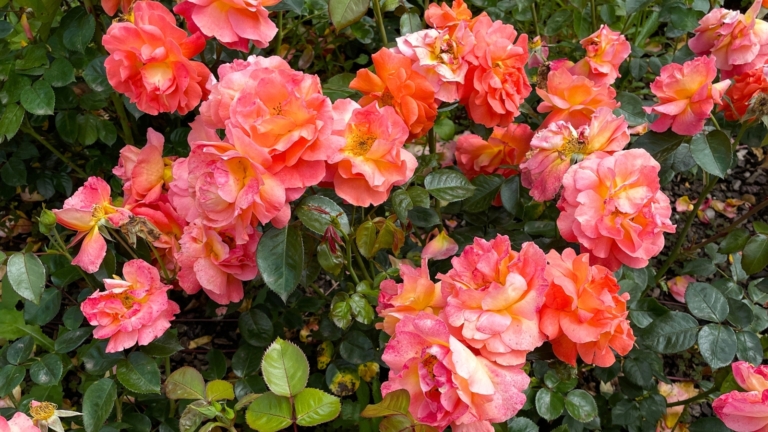 How to Plant, Grow, and Care For Disneyland Roses