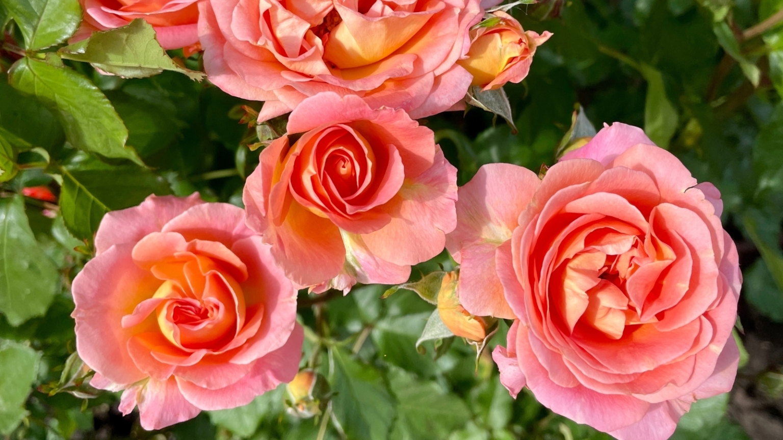 How to Plant, Grow, and Care For Disneyland Roses