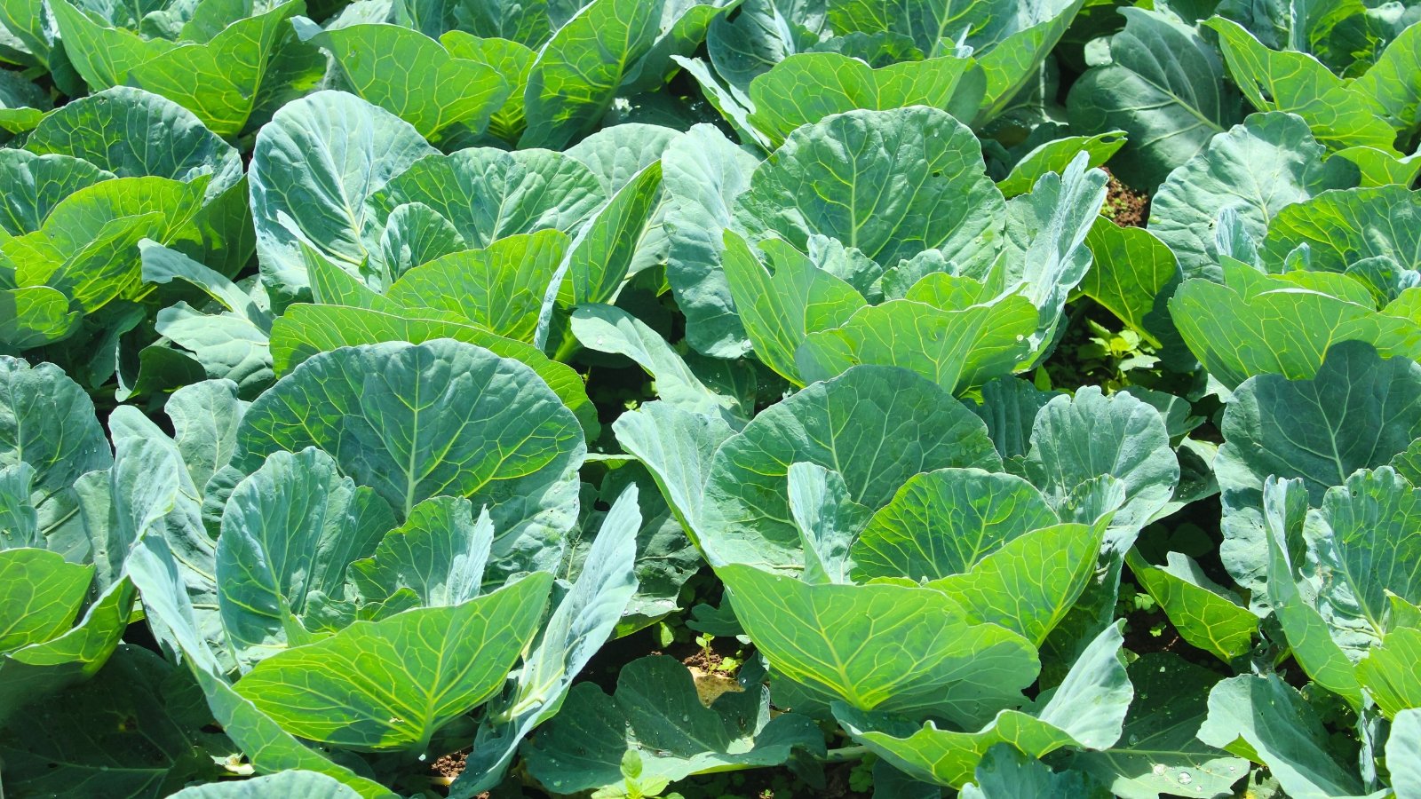 Field of large, pale green leafy rosettes with visible veins and a waxy appearance.