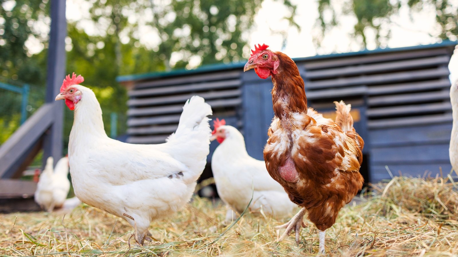 Brown and white fowls walk near their coop on mulched soil with dry straw, all situated in a well lit, backyard area outdoors