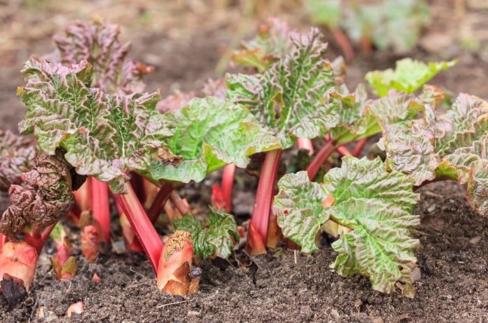 Brown rhubarb leaves that are still green in the center