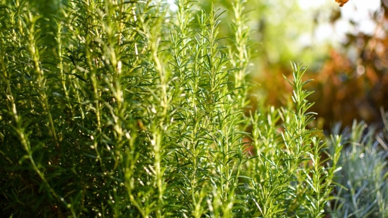 How To Start A Simple Herb Garden 7 Beginner Tips