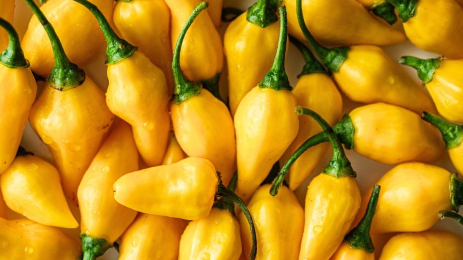 Growing the World’s Spiciest Peppers: 9 Varieties to Plant This Year