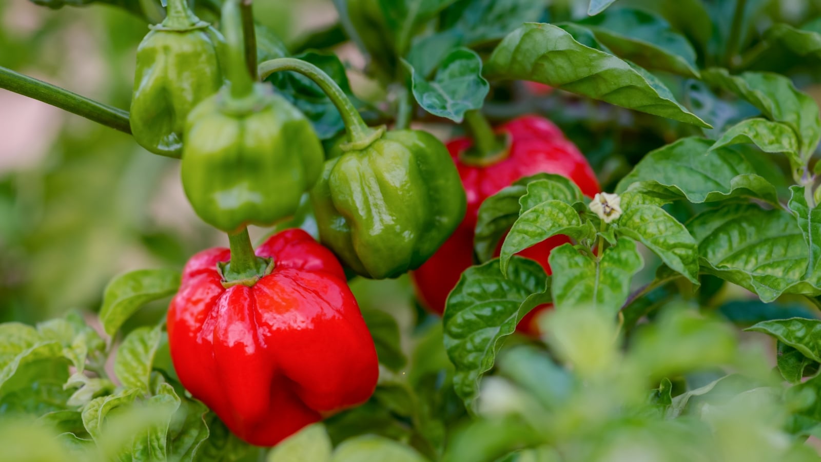 Round, squat red and green peppers with lobed, pumpkin-like shapes peek out from dense green leaves.