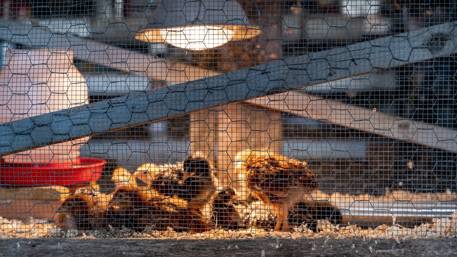 Chicken brooder with young chickens walking and sleeping under a lamp.