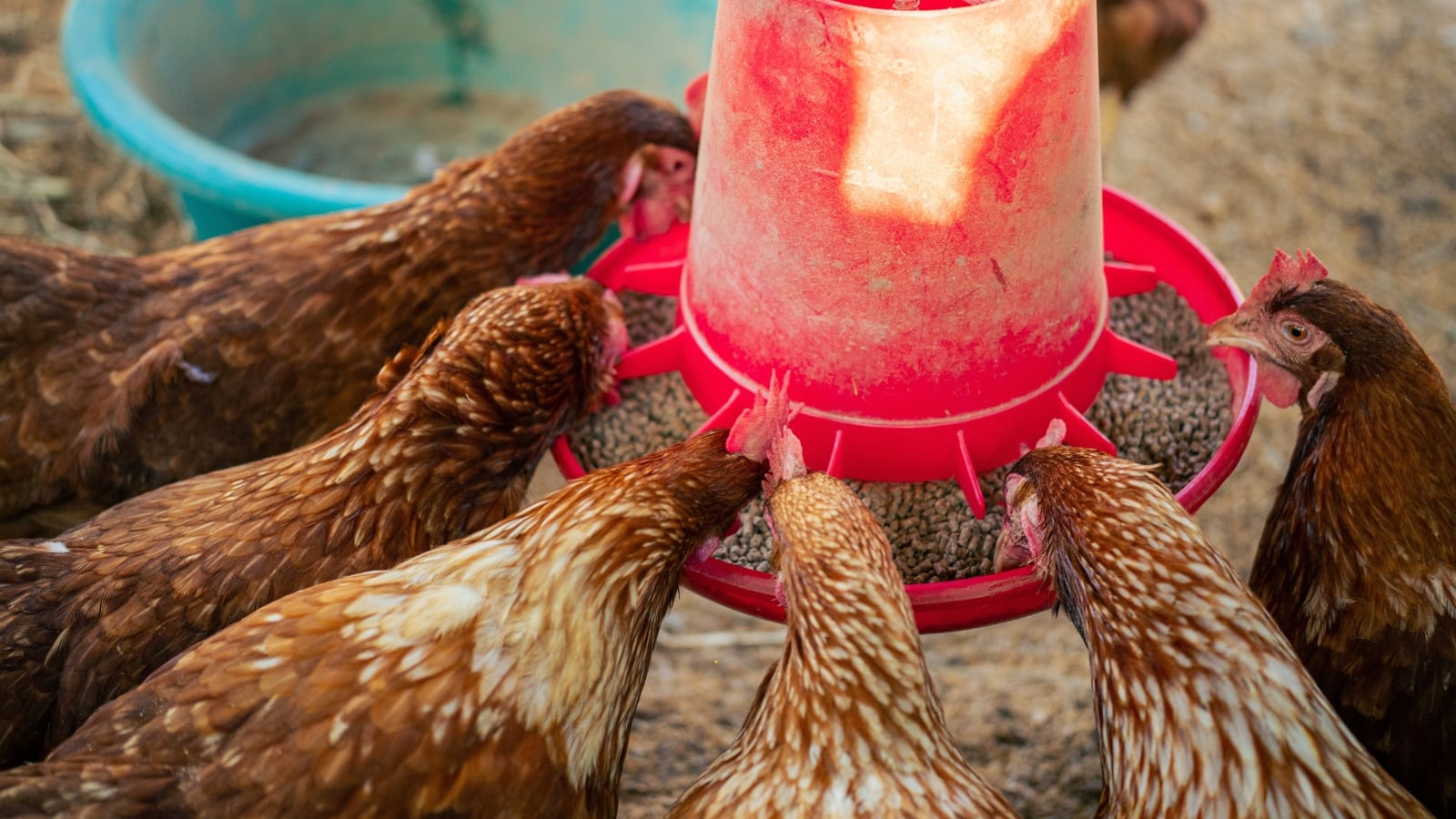 Brown chickens feed on grain from a round red feeder in the coop.