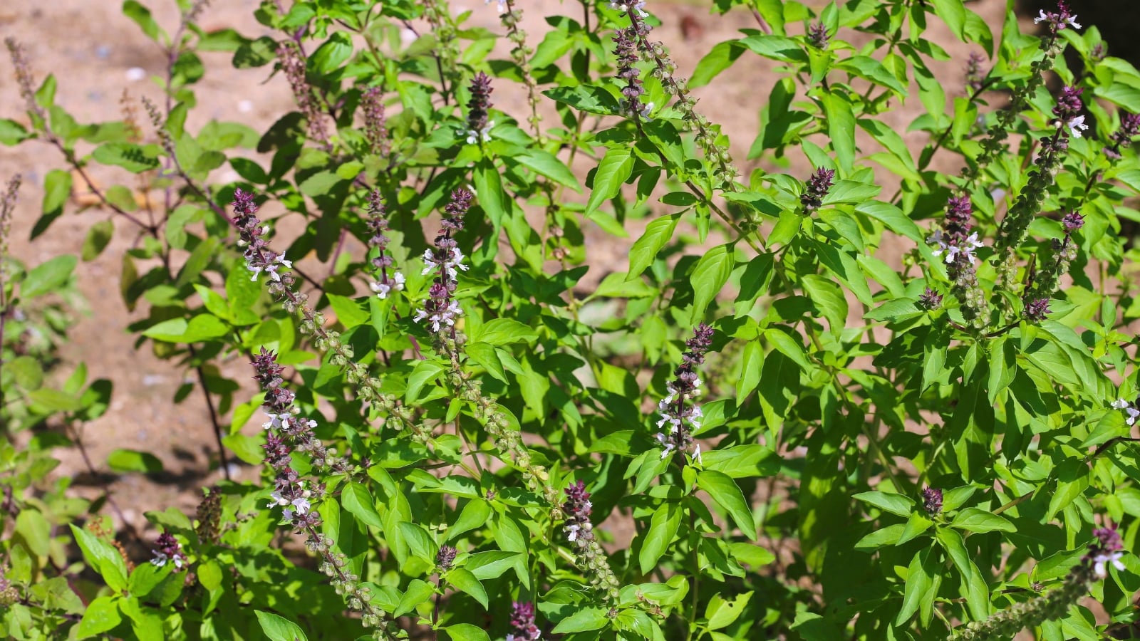 Purple-tinged square stems support elongated, slightly serrated green leaves with a glossy surface and vertical flower clusters with delicate lavender flowers.