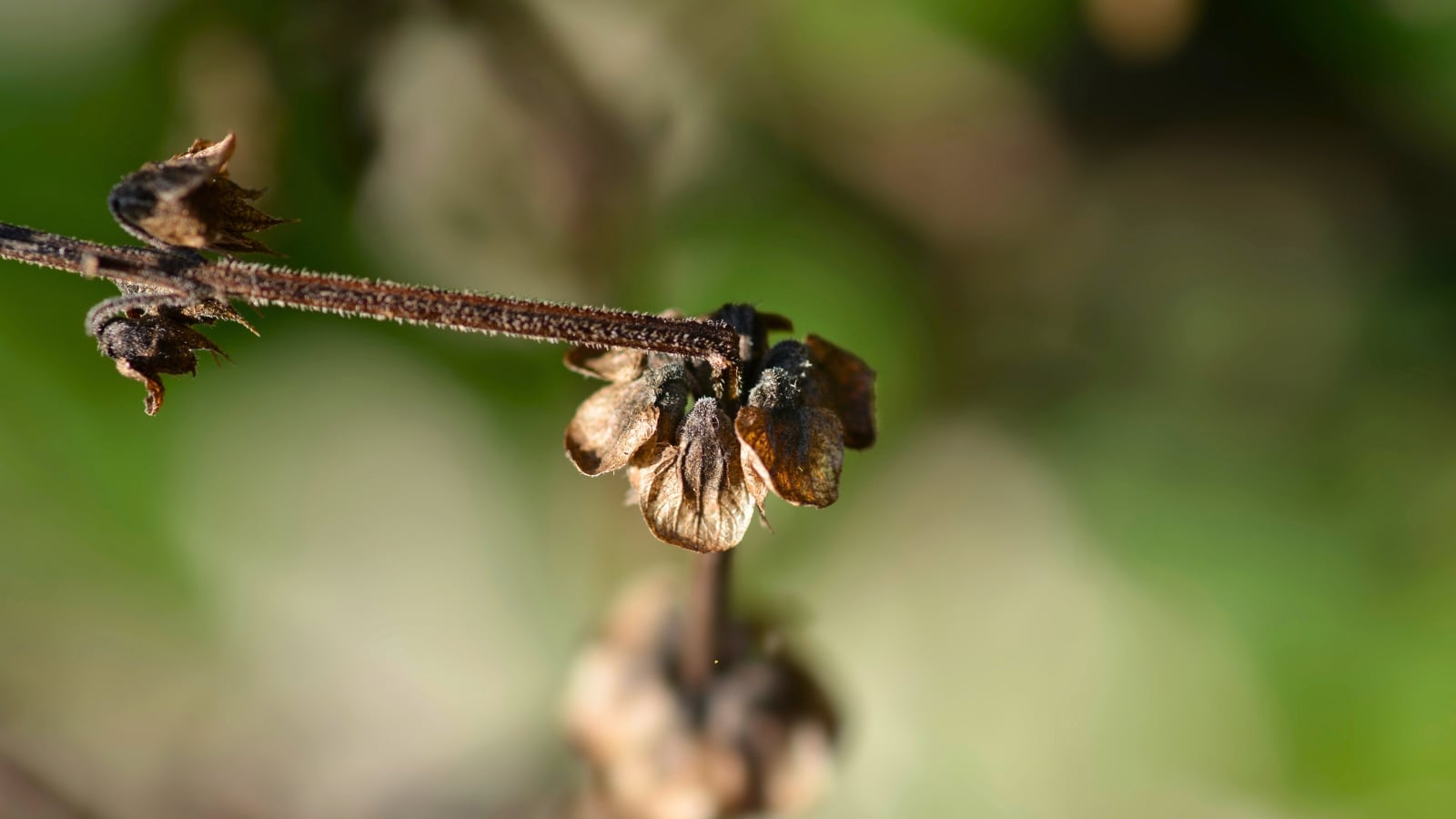 Tapered seed pods with curled bracts line the upper stem in a spiky arrangement.

