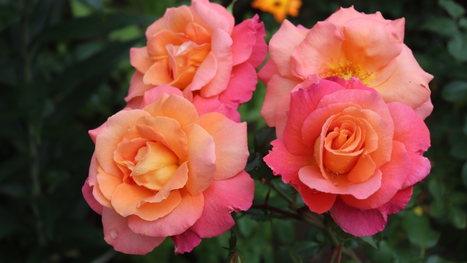 How to Plant, Grow, and Care For Disneyland Roses