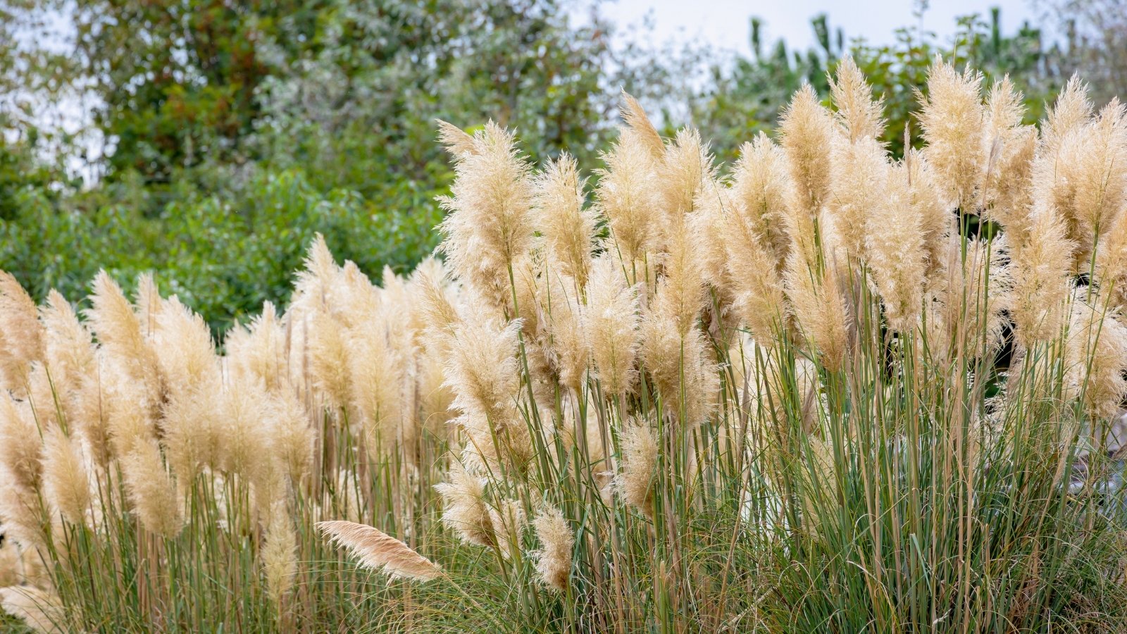 Creamy white, feathery plumes stand tall above slender green stalks and leaves, creating a soft and airy visual texture.