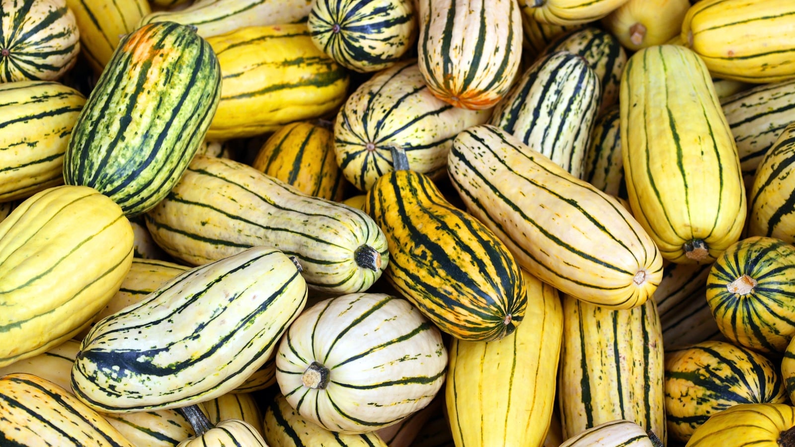 Striped oblong fruits in shades of yellow, green, and gold, densely packed.