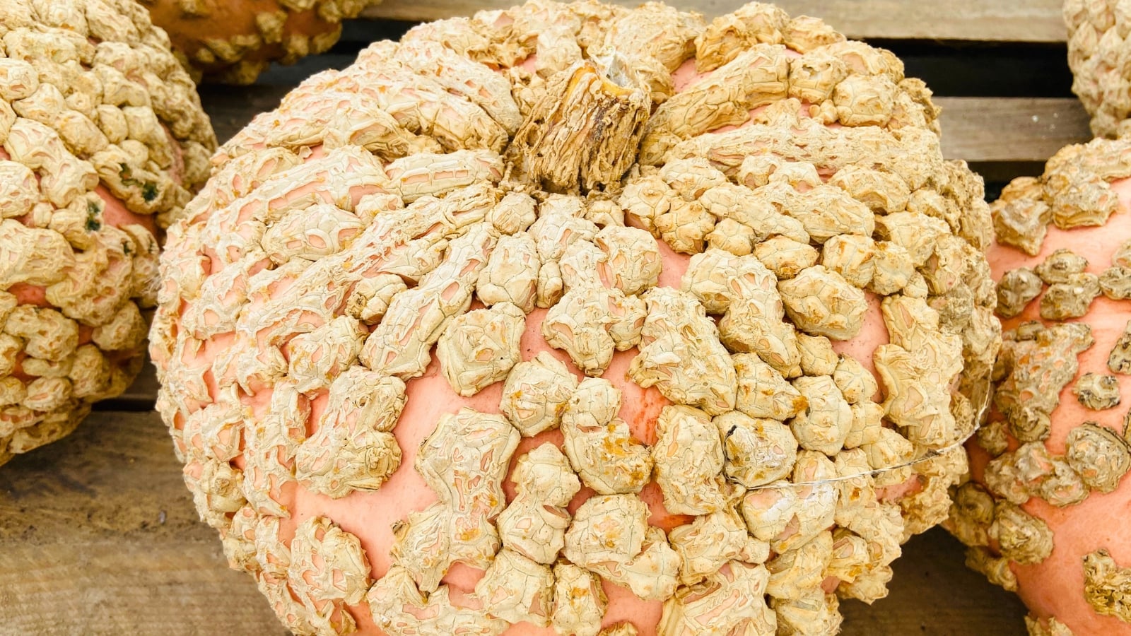 Pale pink round fruit densely covered in textured beige shapes, with a sturdy brown stem.