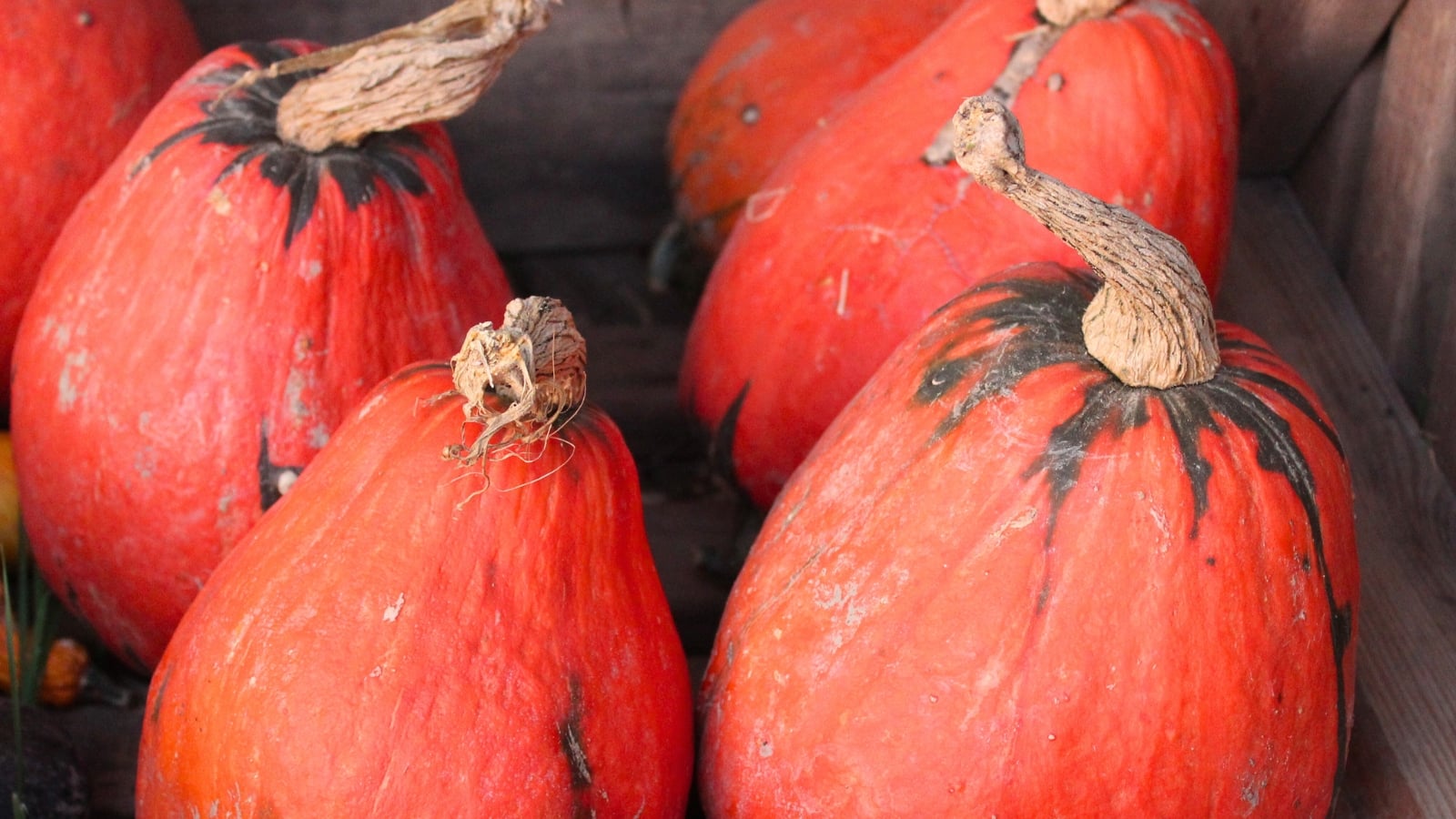 Smooth, reddish-orange teardrop fruits with sturdy stems clustered together.