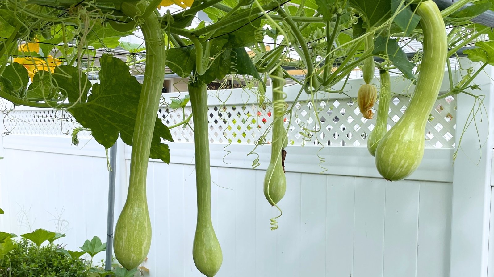 Long, pale green curved fruits with ribs, hanging from vines with large leaves.
