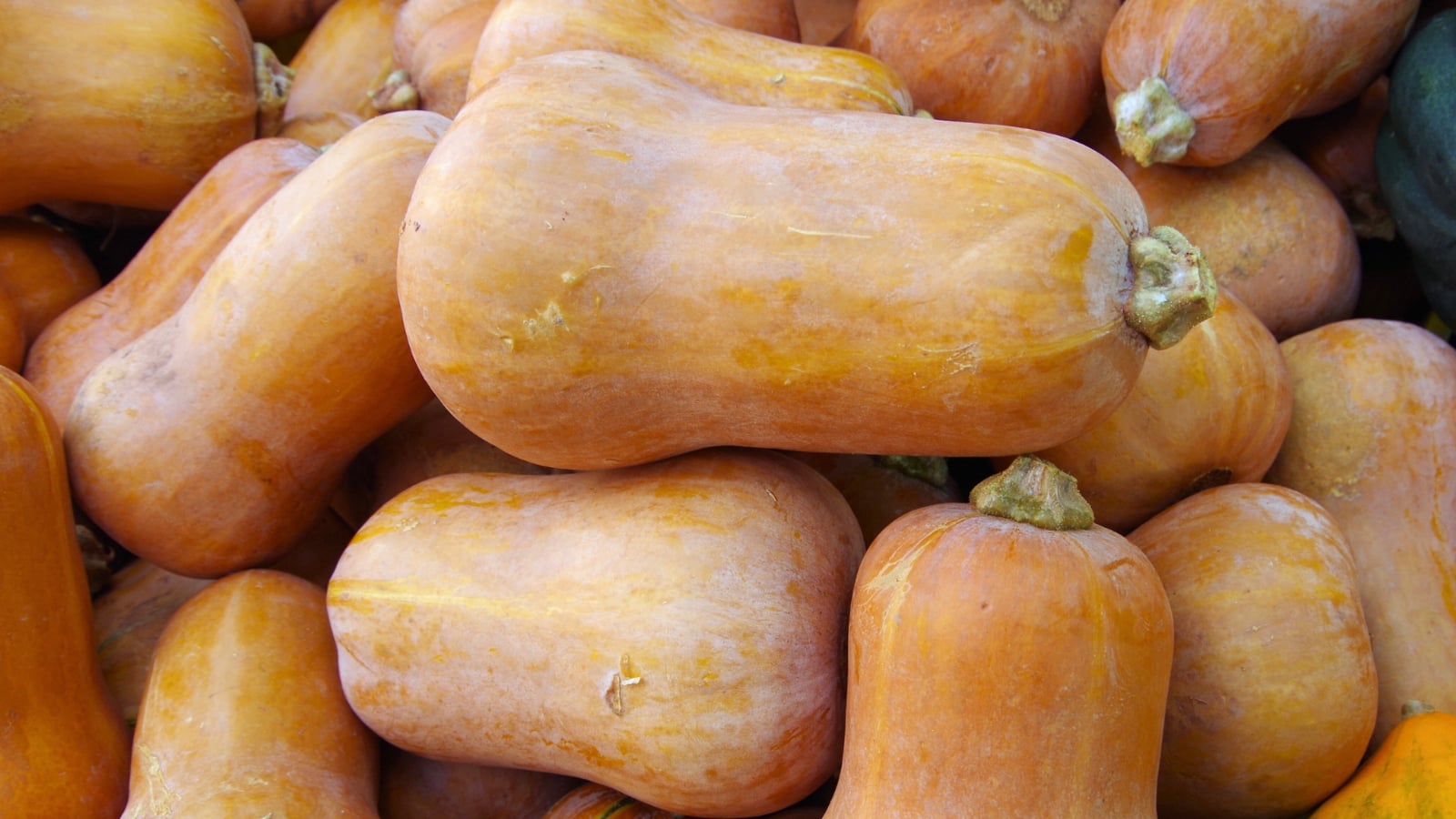 Warm, peachy-orange oblong fruits with smooth surfaces and sturdy stems.