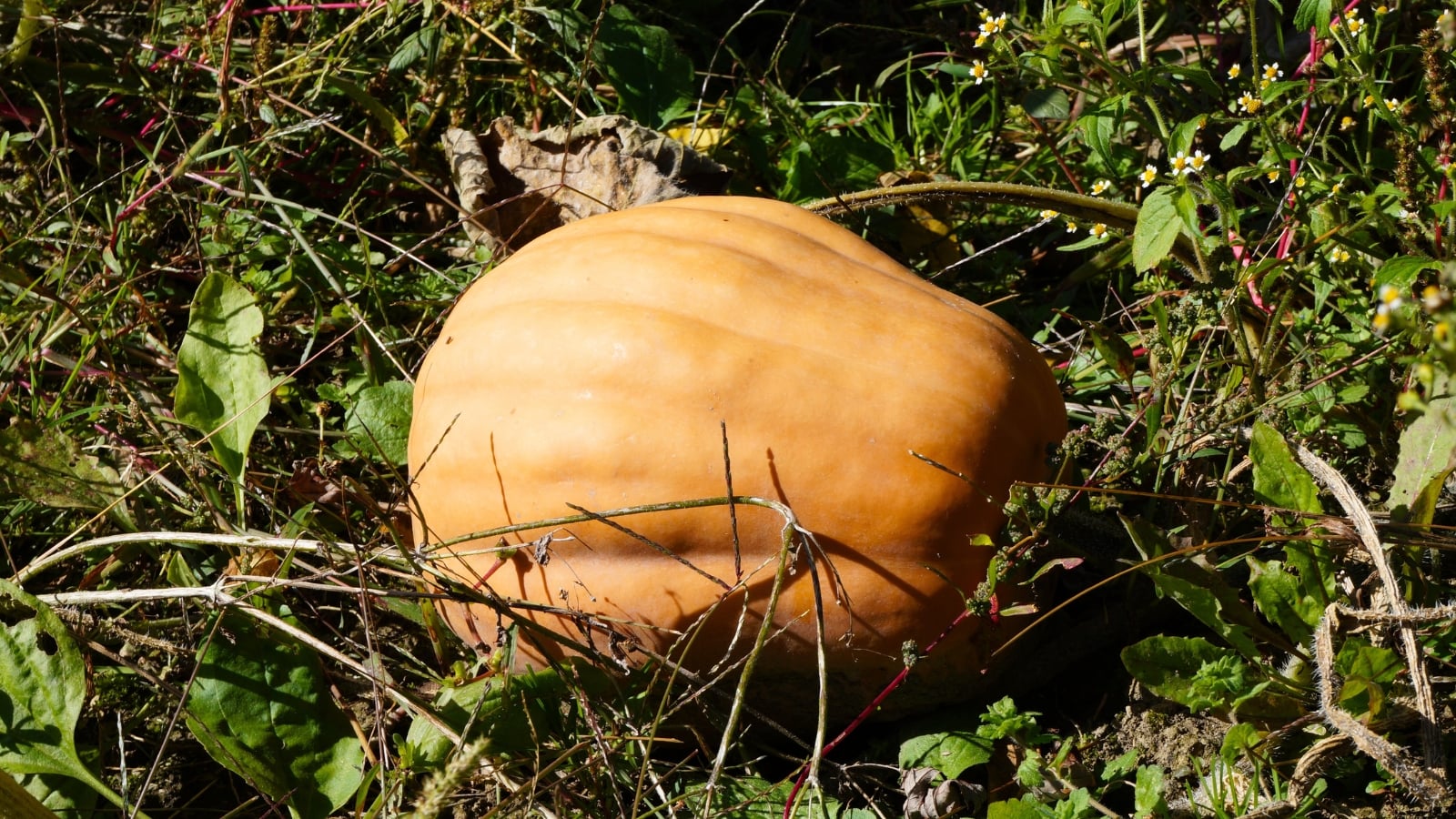 Smooth, light orange round fruit with faint ridges, surrounded by green leaves and vines.