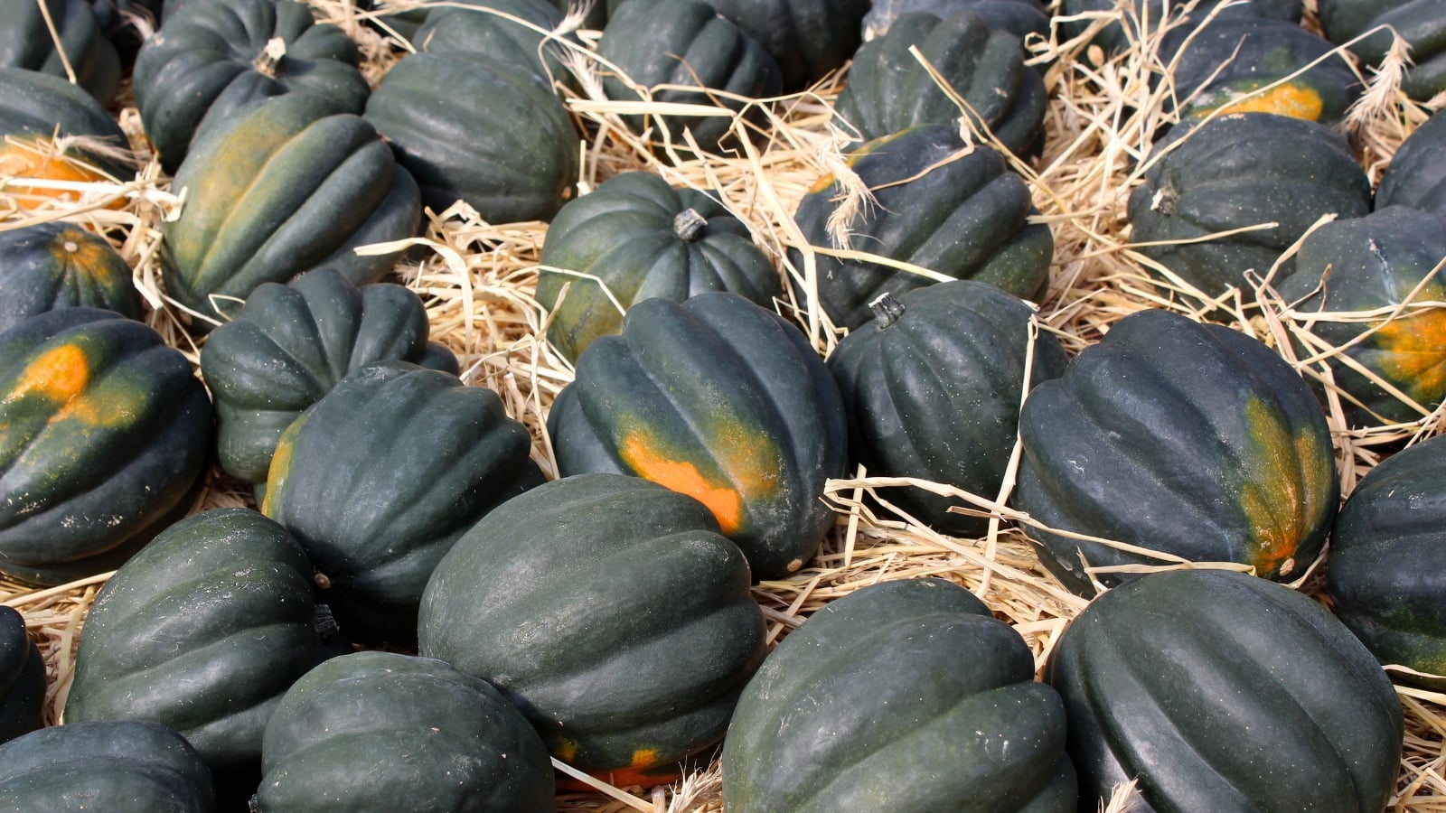 Dark green, ridged acorn-shaped fruits nestled in golden straw, some with orange markings.