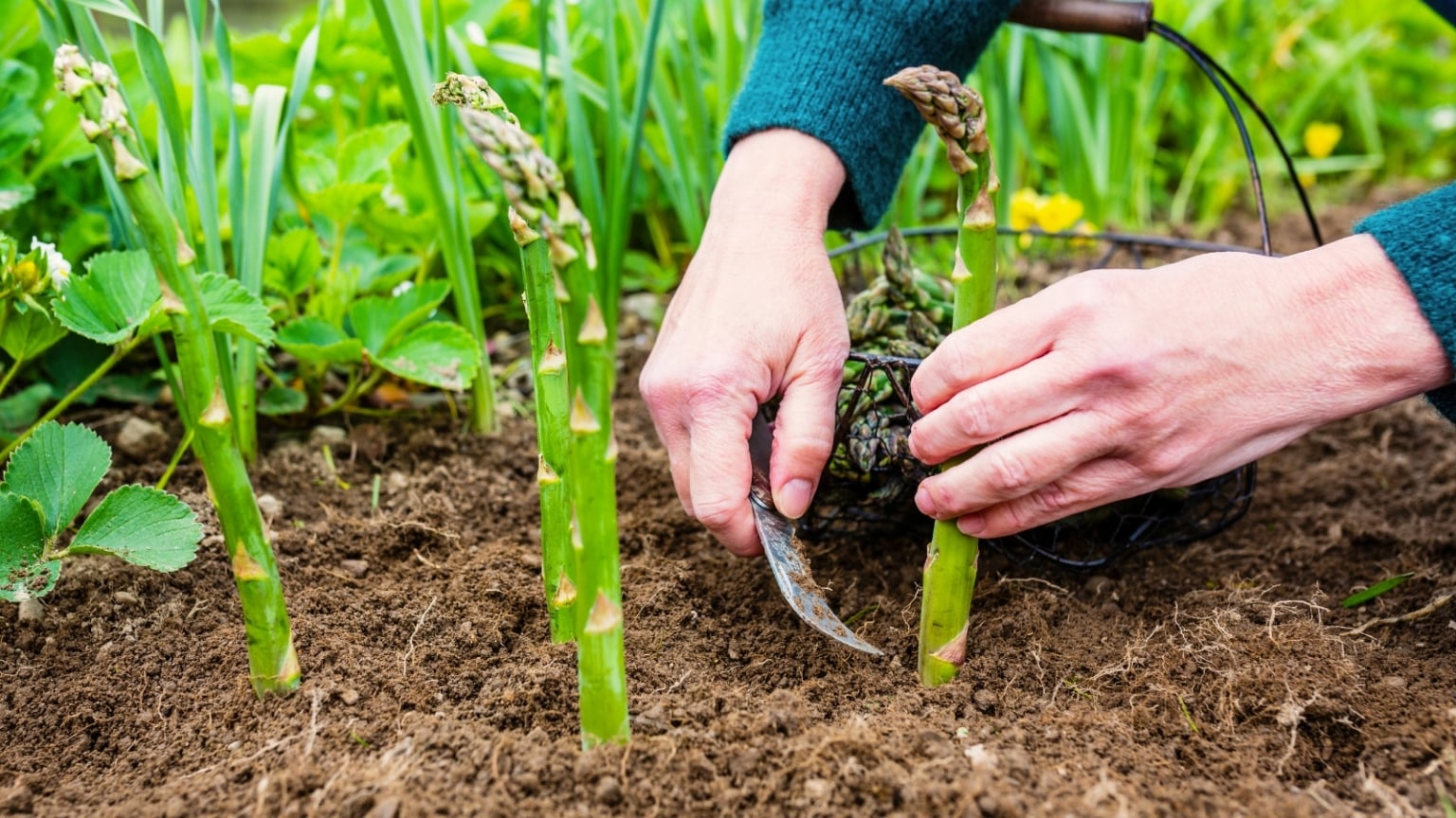 How and When to Harvest Asparagus