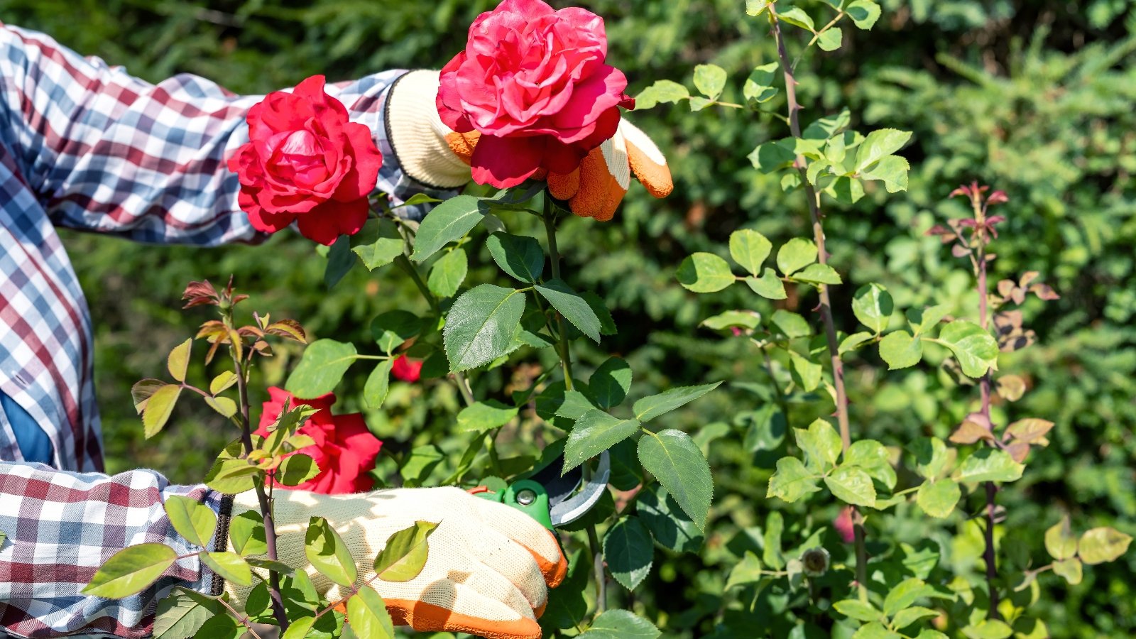 Female gardener in gloves with green pruning shears pruning lush blooming roses with bright pink petals and dark green finely serrated glossy foliage in sunny garden.