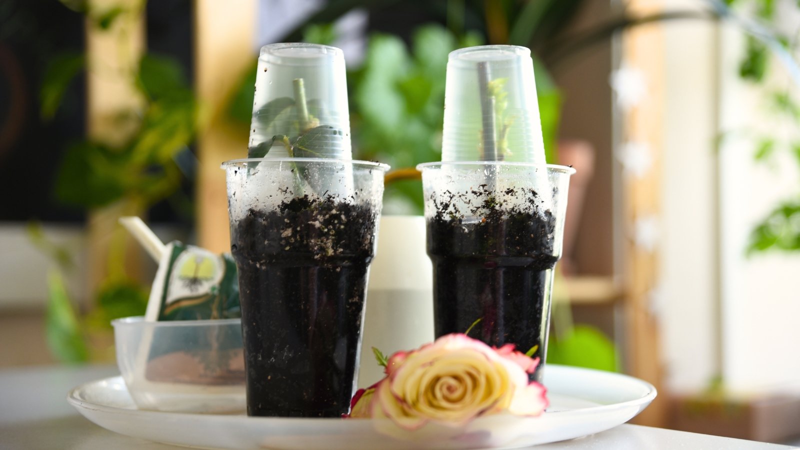 Two vertical short cuttings with sharp spines and a couple of young leaves grow in plastic cups filled with soil under humidity domes made from plastic cups.