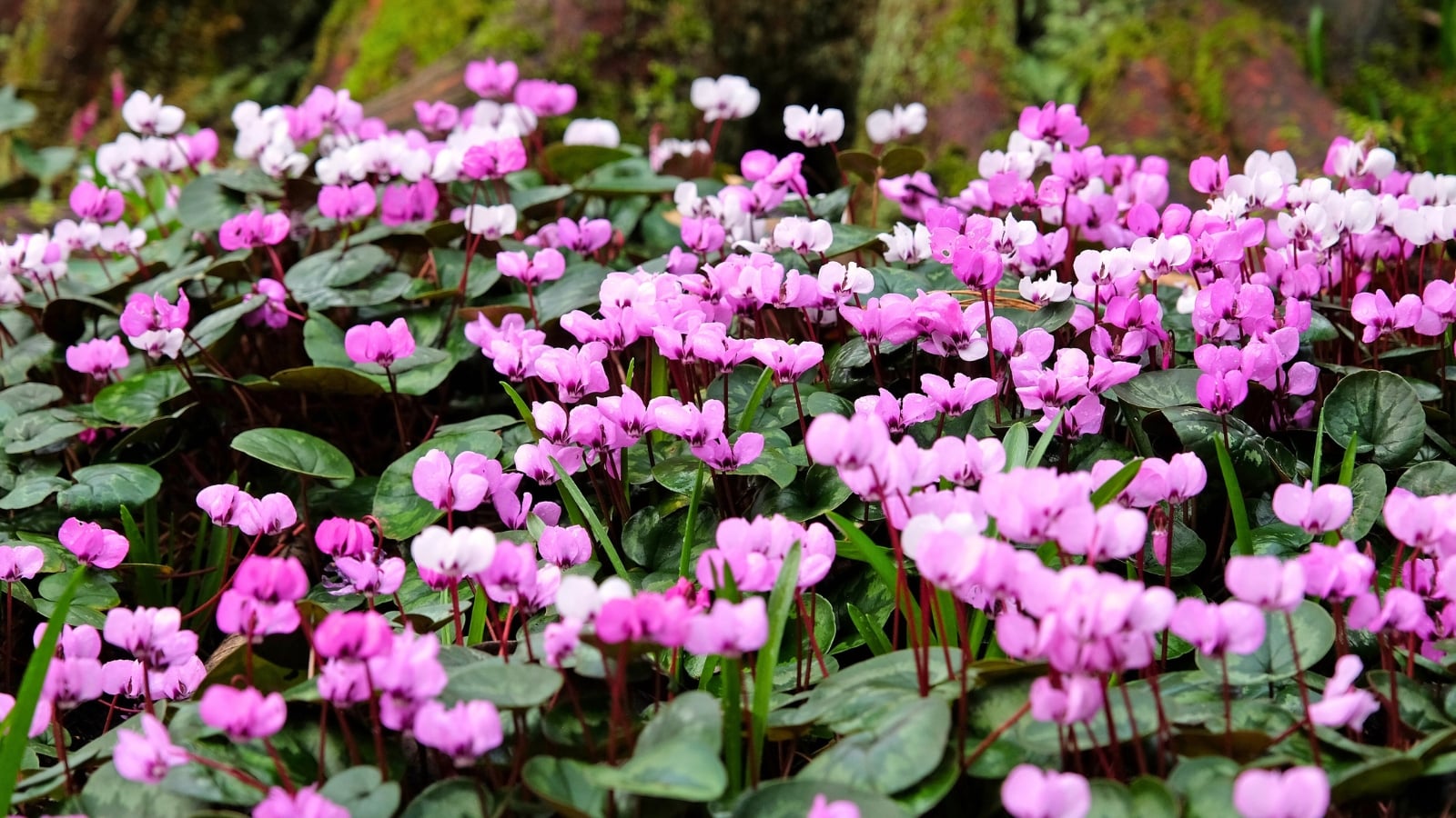 A dense ground cover of pink and white nodding flowers with swept-back petals blooms above patterned, heart-shaped leaves.