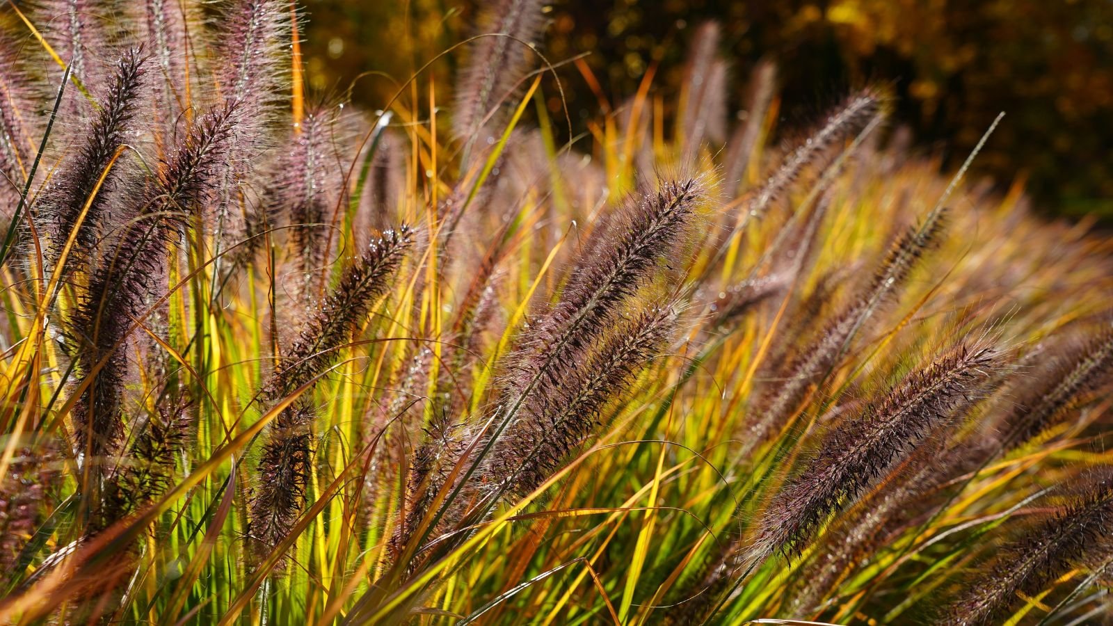 An area covered in Dwarf Fountain Grass ‘Hameln’ looking rusty brownunder sunlight