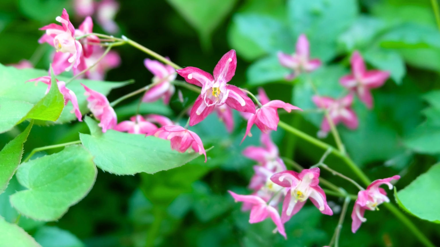 15 Non-Invasive Alternatives to Lily of the Valley