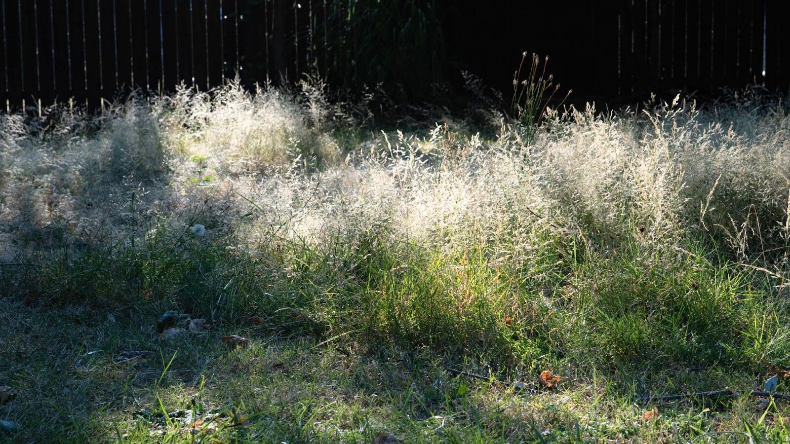 A small meadow filled with fine-textured, arching grass blades and airy seed heads that shimmer in the sunlight.