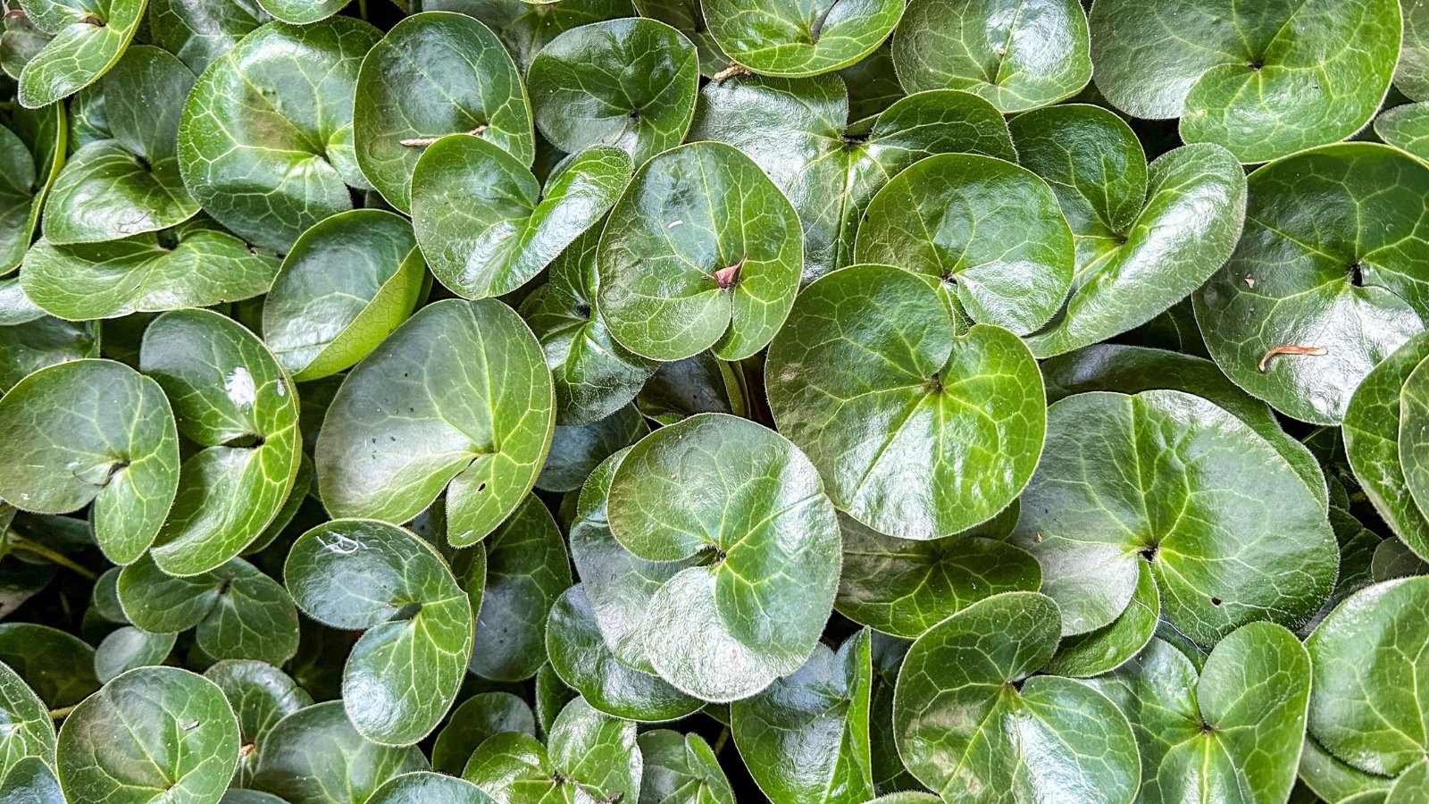 Broad, heart-shaped green leaves with a glossy surface spread low to the ground.