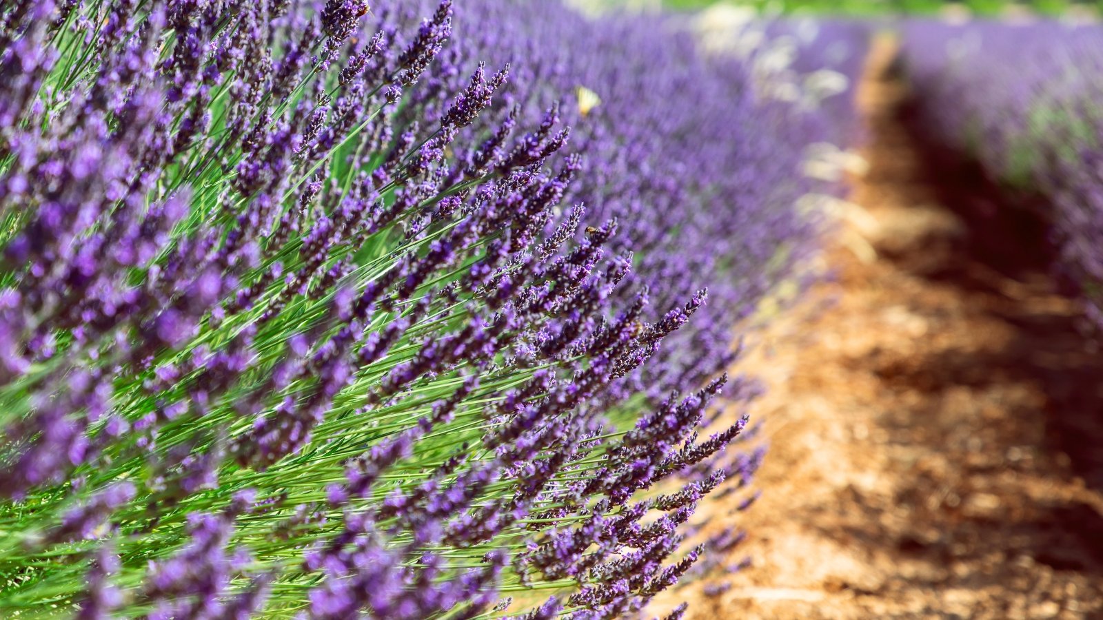Slender lavender wands with dark violet buds bloom in rows above bushy silver-toned leaves.