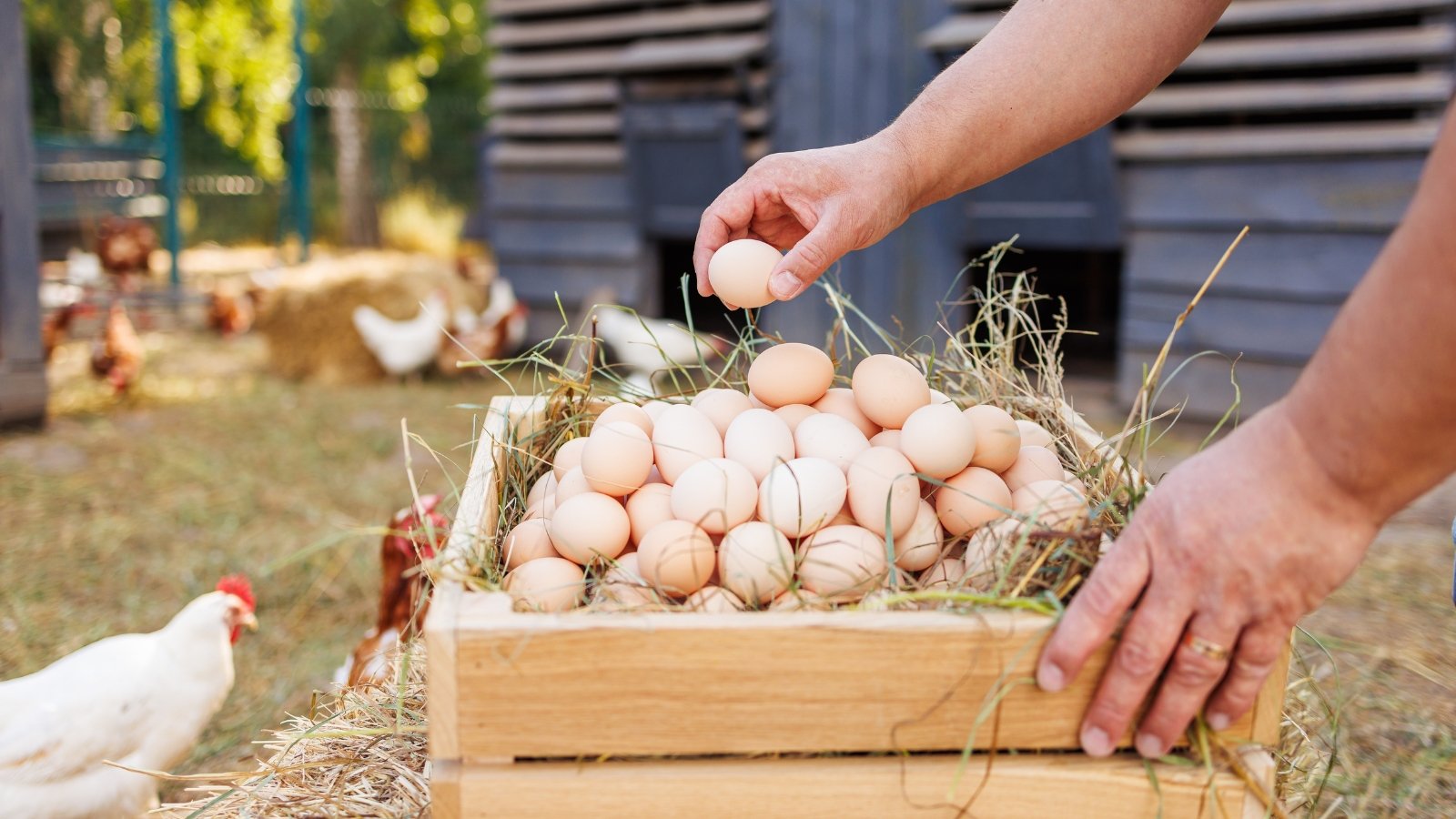A woman collects fresh eggs and places them in a wooden box against the backdrop of chickens walking near their henhouses.