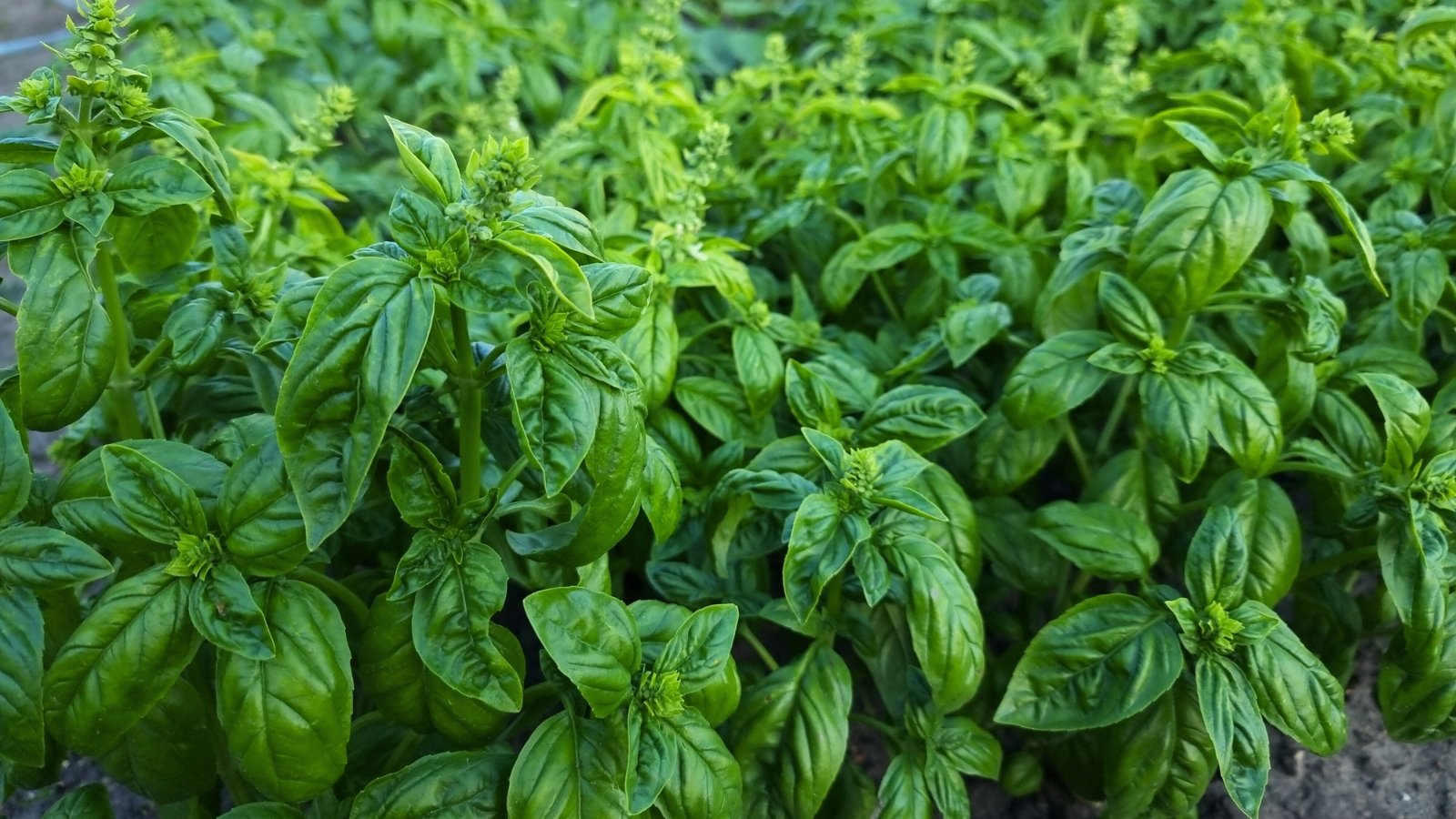 A bushy arrangement of soft, green leaves with a gentle sheen and faint serration.