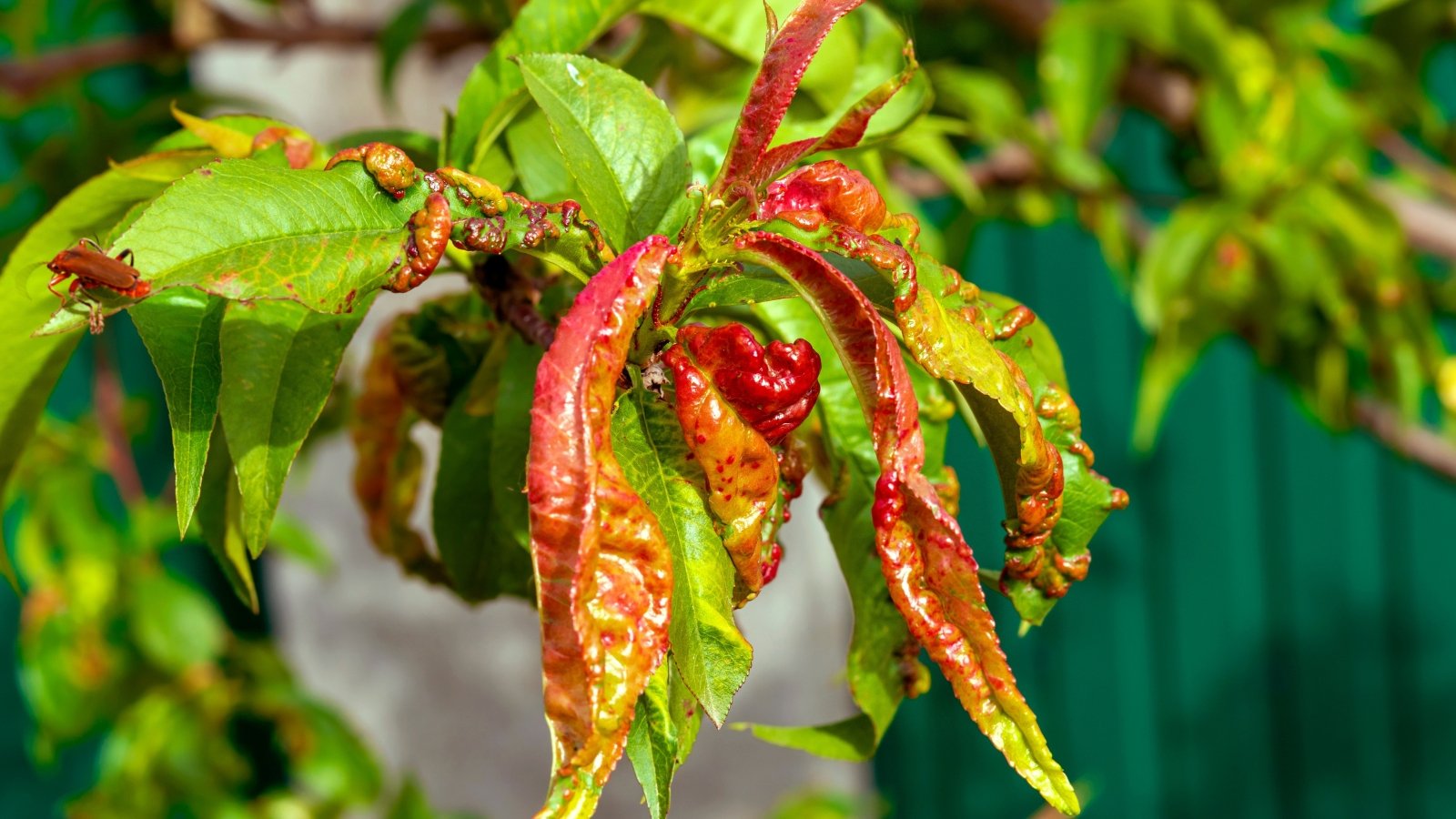 Curled, thickened leaves with reddish-orange blisters and distorted shapes show signs of fungal disease.