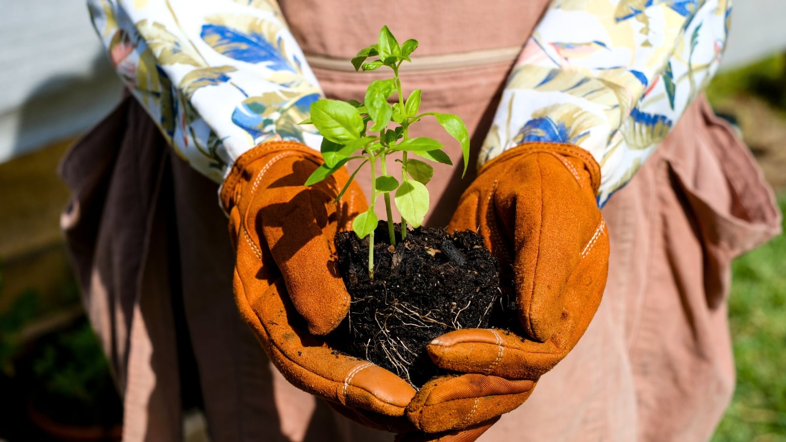 A female gardener in orange gloves holds a young basil seedling with oval shiny green leaves on thin stems with a root ball.