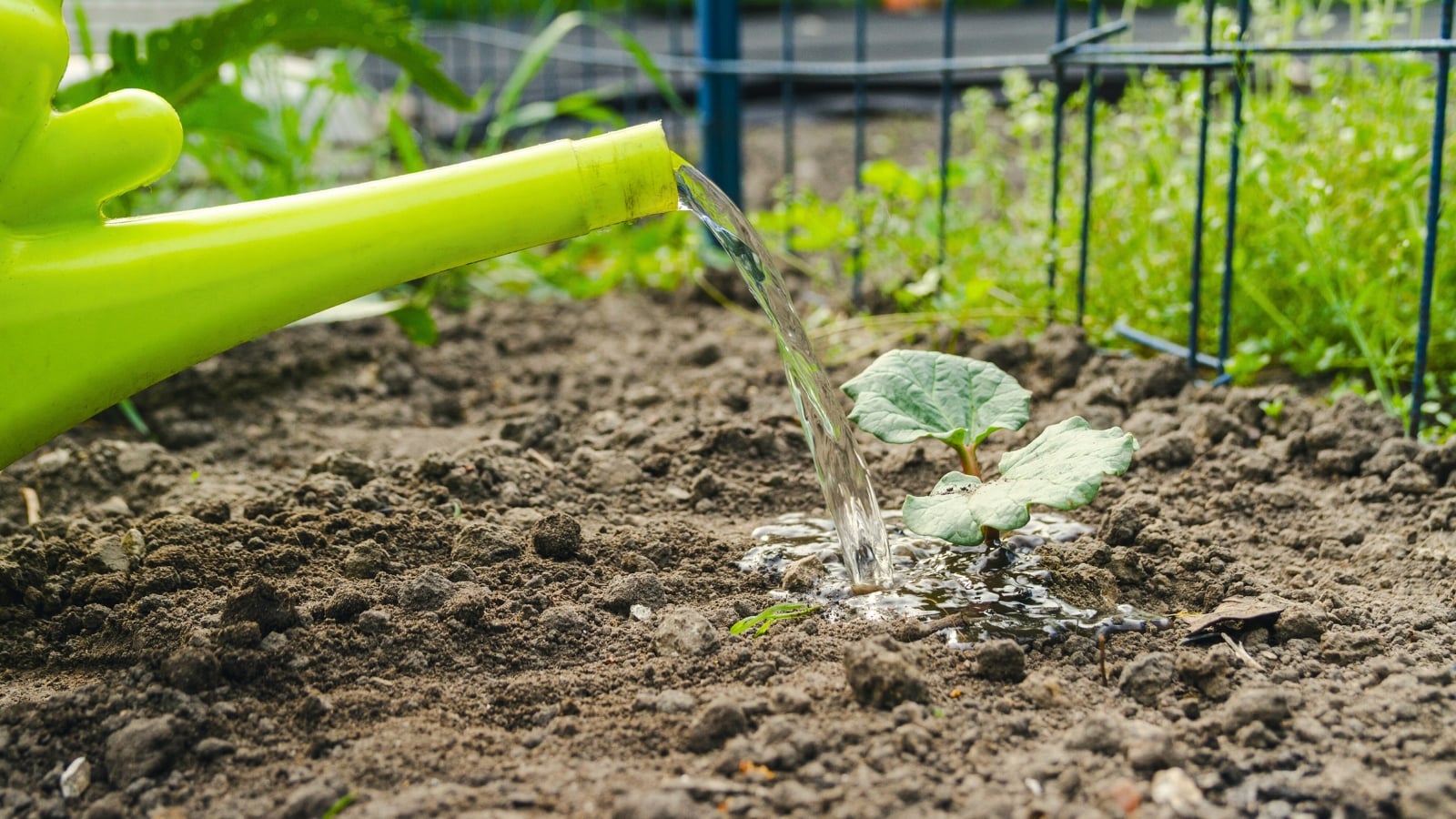 Watering a young plant with small, round, wide, green leaves from a green watering can in a garden bed.