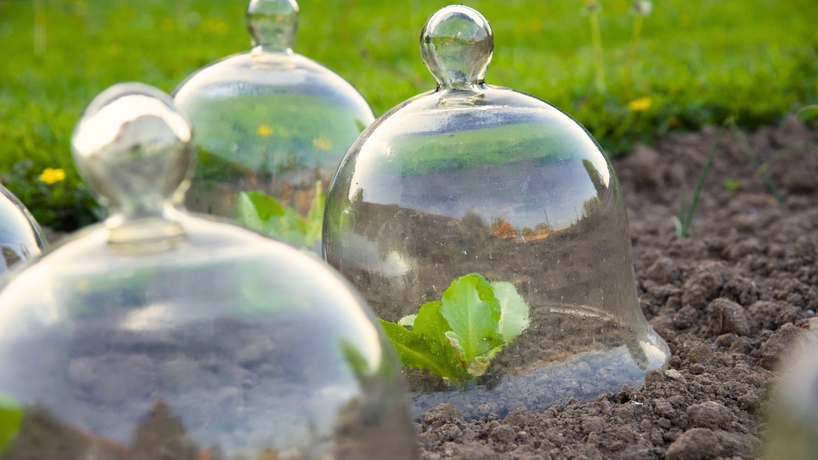 Young lettuce seedlings are covered with glass garden cloches in a garden bed.