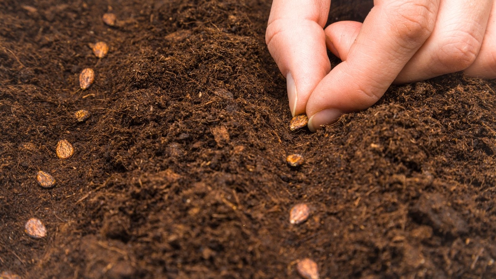 A gardener's hand sowing small, teardrop-shaped, brown seeds with black patterns into loose brown soil, close-up.
