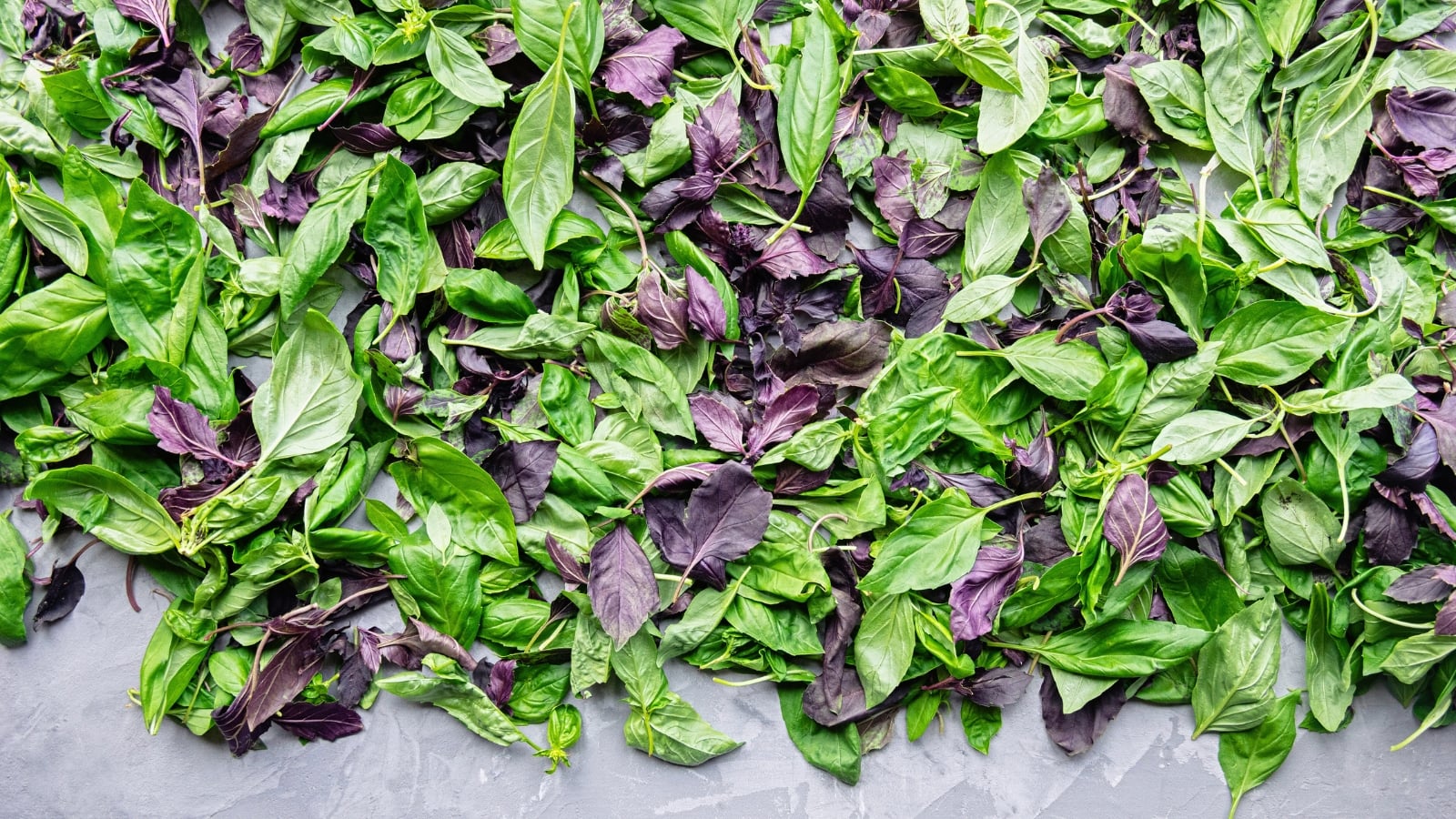 Freshly harvested green and purple basil leaves lie in a vibrant mix, displaying smooth, glossy surfaces and varied hues.

