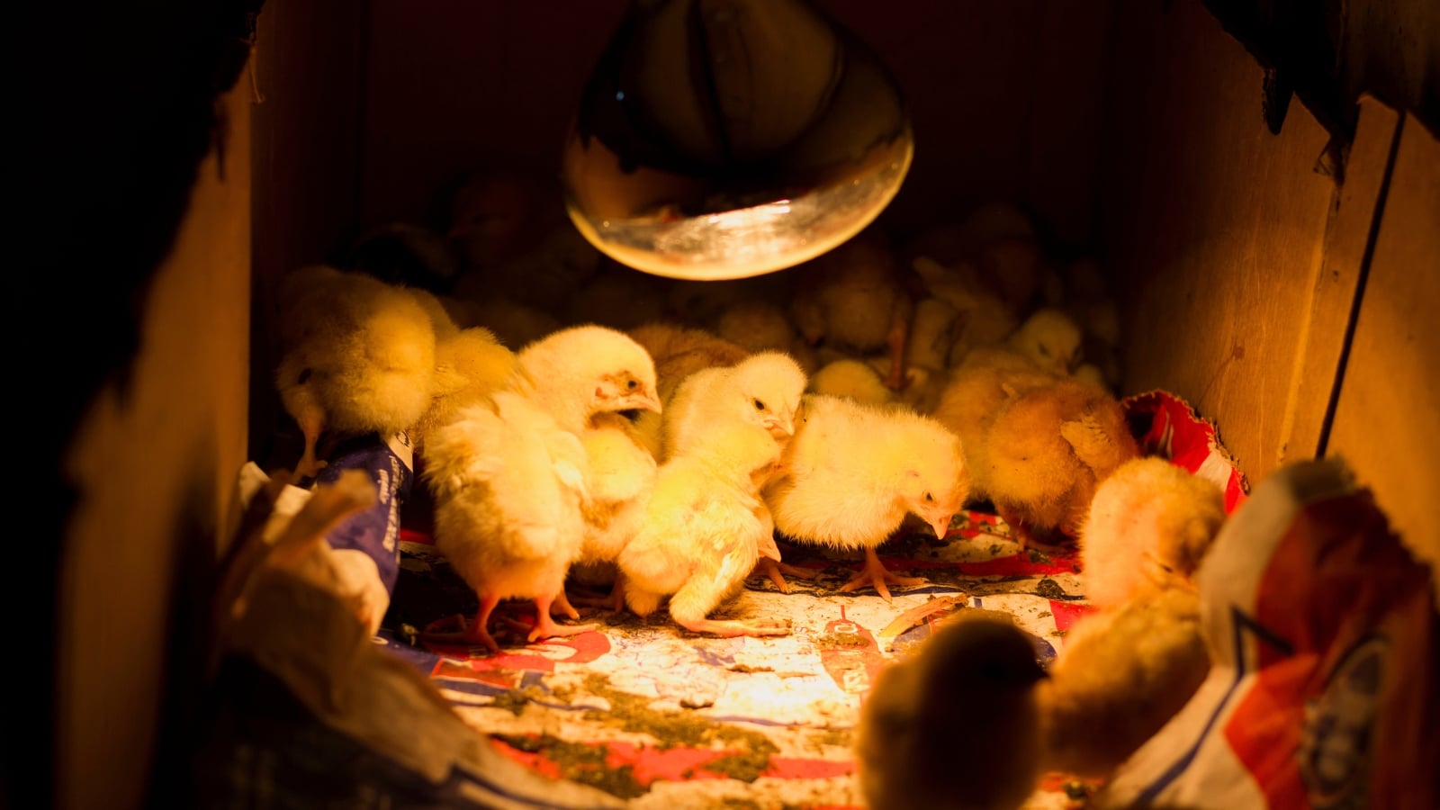 A group of yellow baby chickens in a cartoon box warming themselves under a lamp.