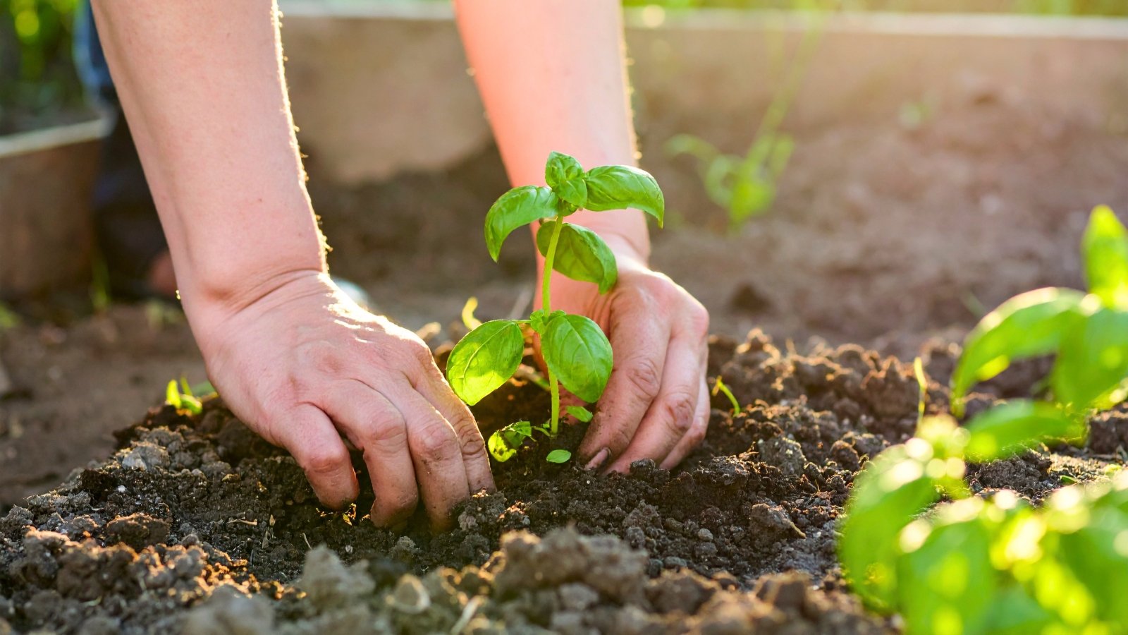 A woman plants a young seedling displaying opposite pairs of fresh green leaves with visible central veins in dark brown loose soil.