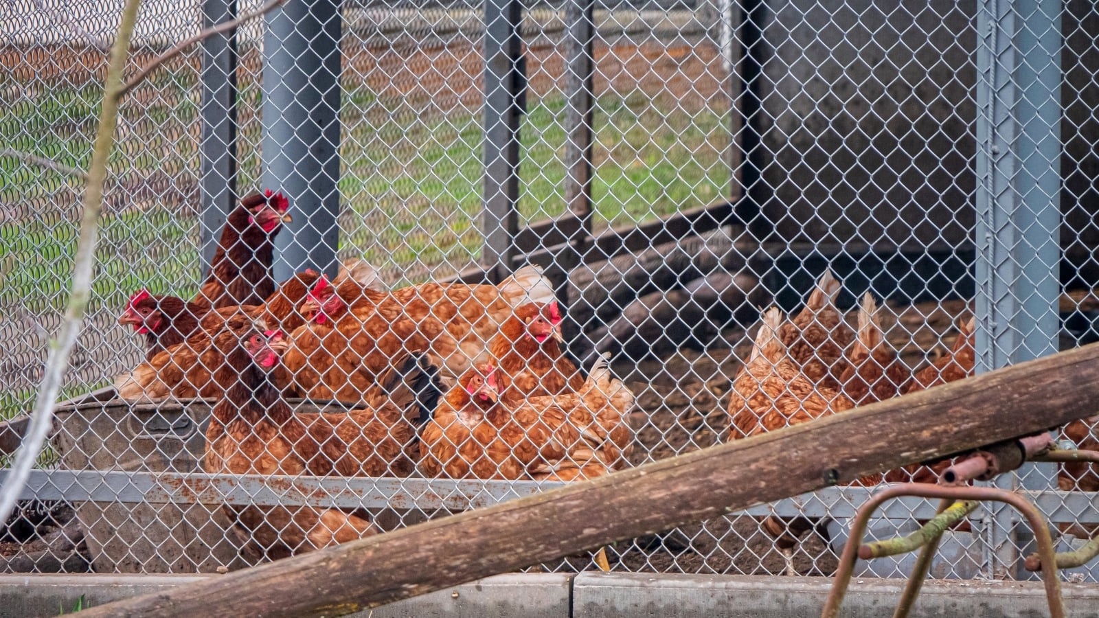 Chickens walking inside a chicken coop and seen through hardware cloth.