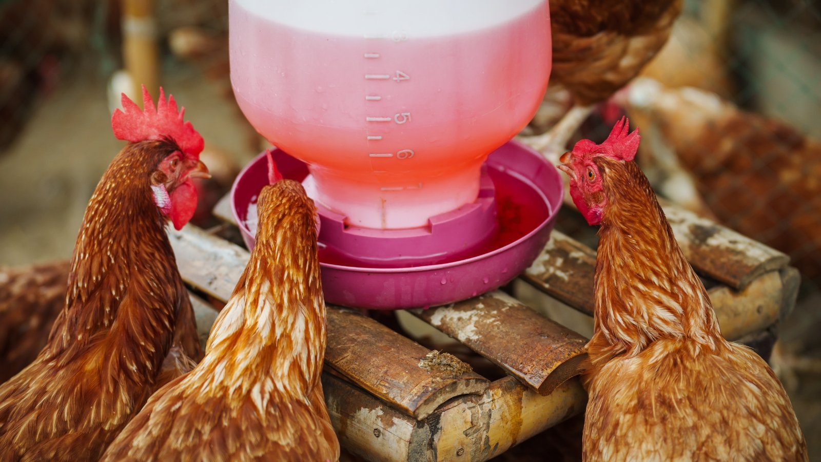 Brown chickens drink water from a large plastic white feeder in the coop.