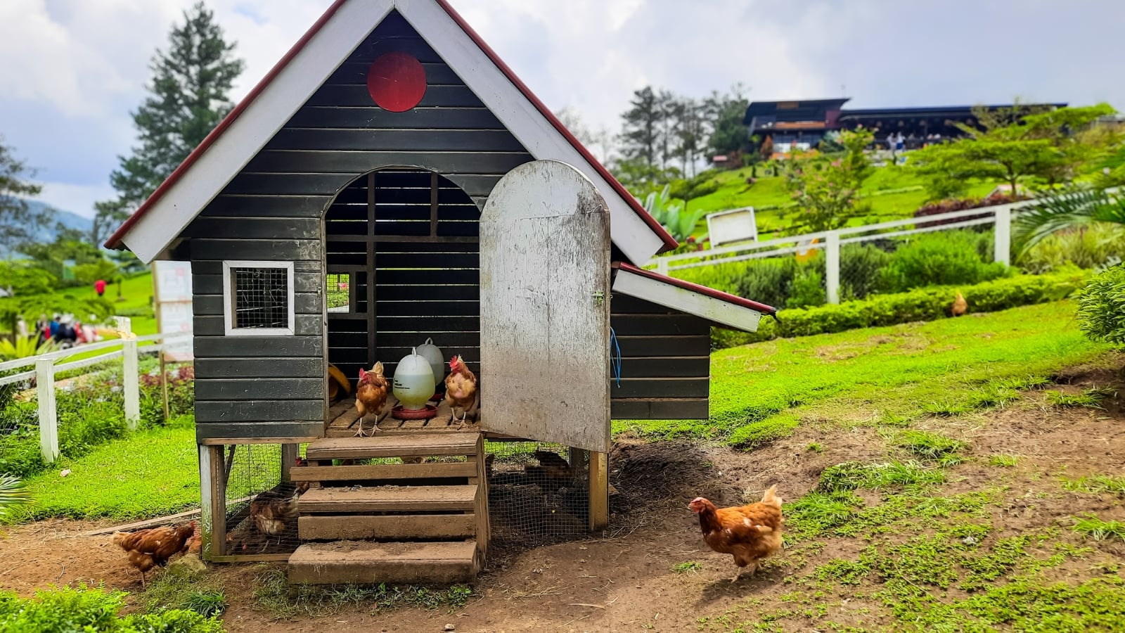 Brown hens walk around and inside their coop, a small wooden house with a roof, doors, and steps, in the backyard.